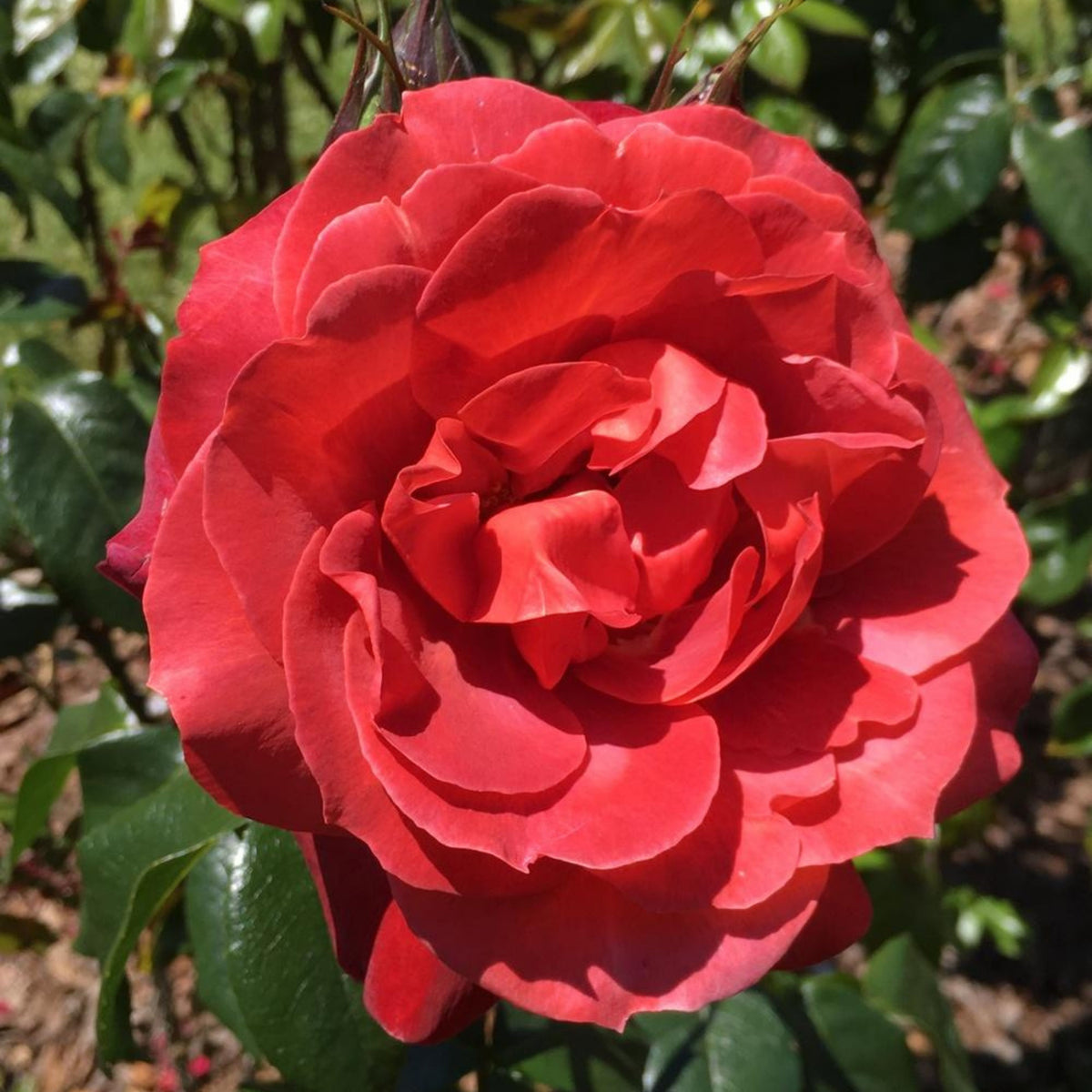 Hot Cocoa Floribunda Rose Flower Seeds, 30+ seeds