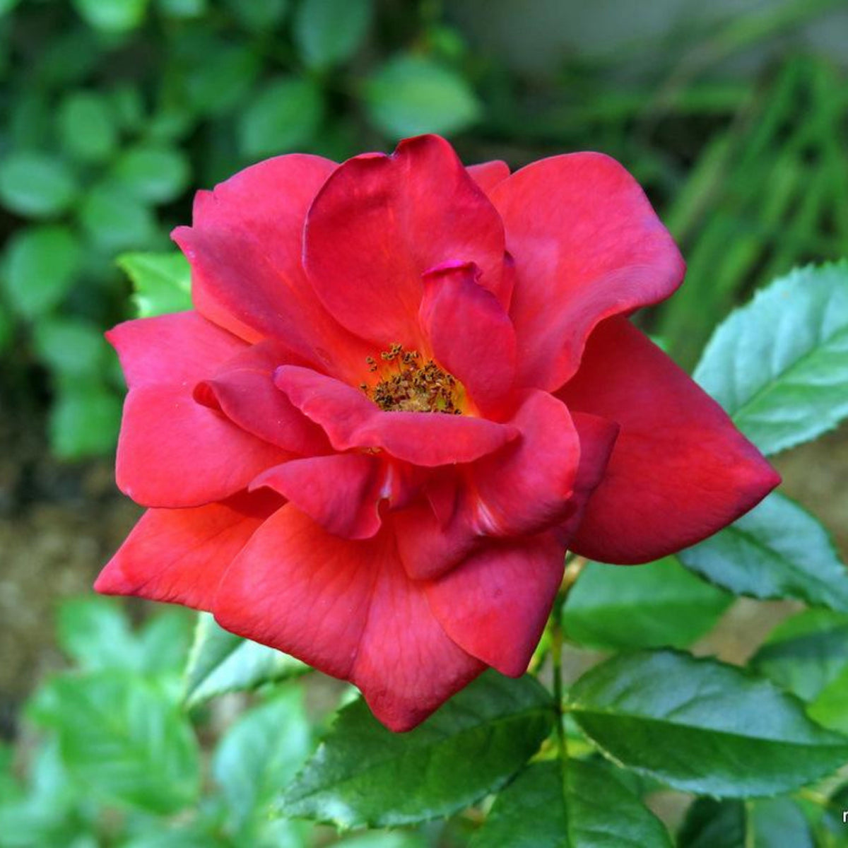 Hot Cocoa Floribunda Rose Flower Seeds, 30+ seeds