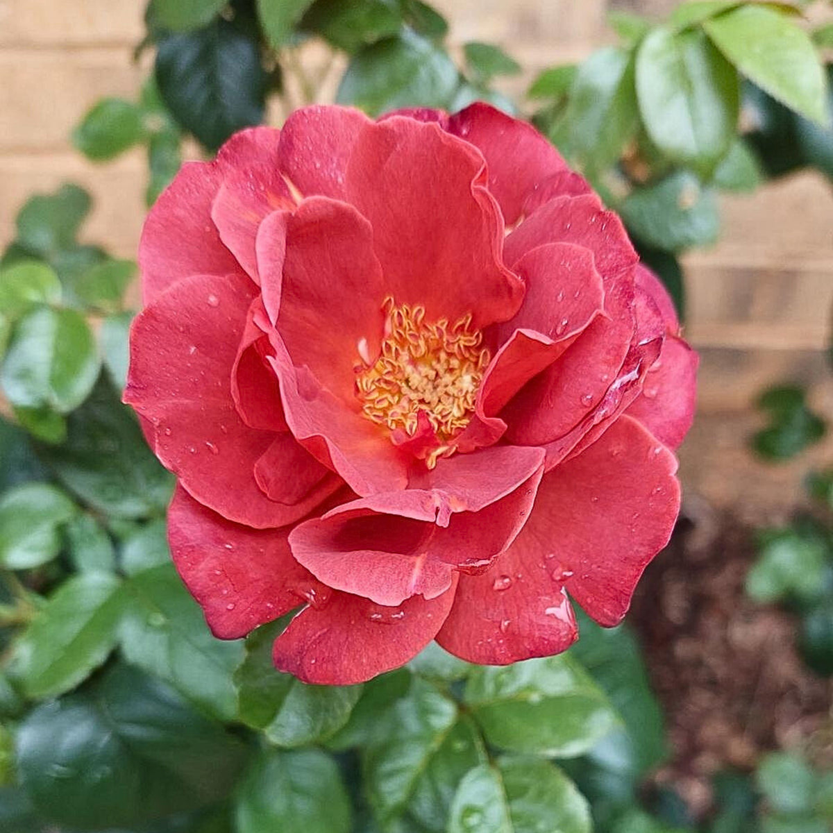 Hot Cocoa Floribunda Rose Flower Seeds, 30+ seeds