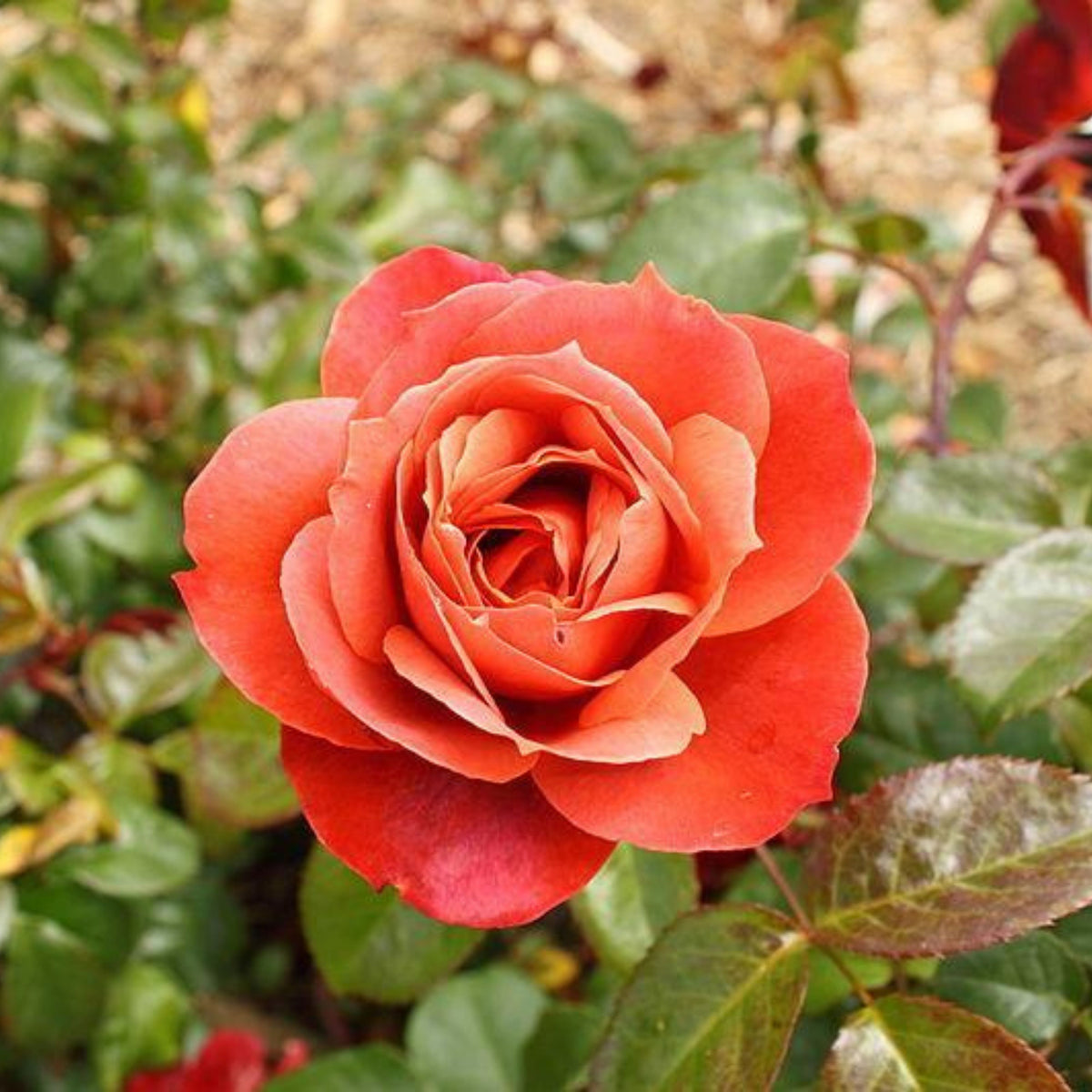 Hot Cocoa Floribunda Rose Flower Seeds, 30+ seeds