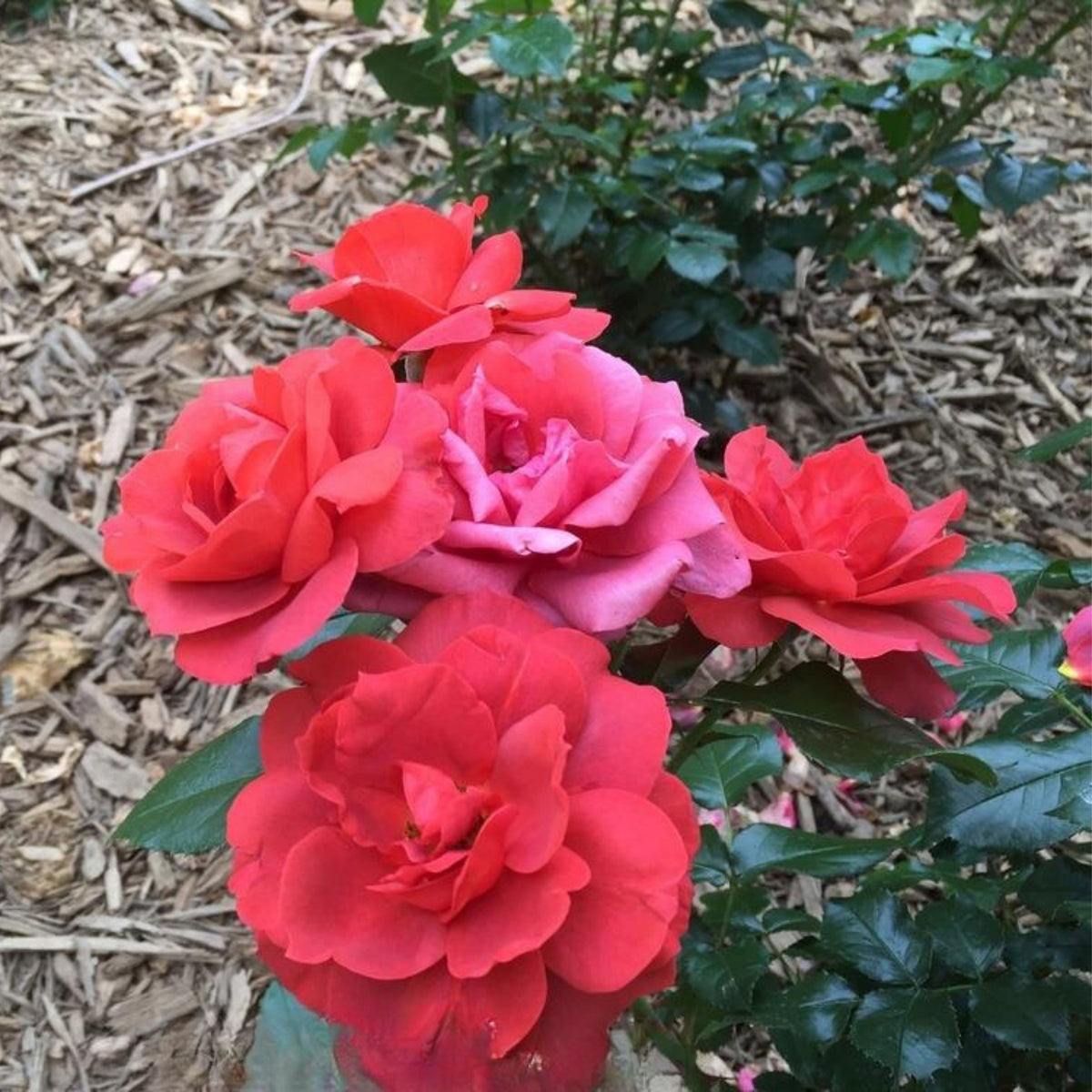 Hot Cocoa Floribunda Rose Flower Seeds, 30+ seeds