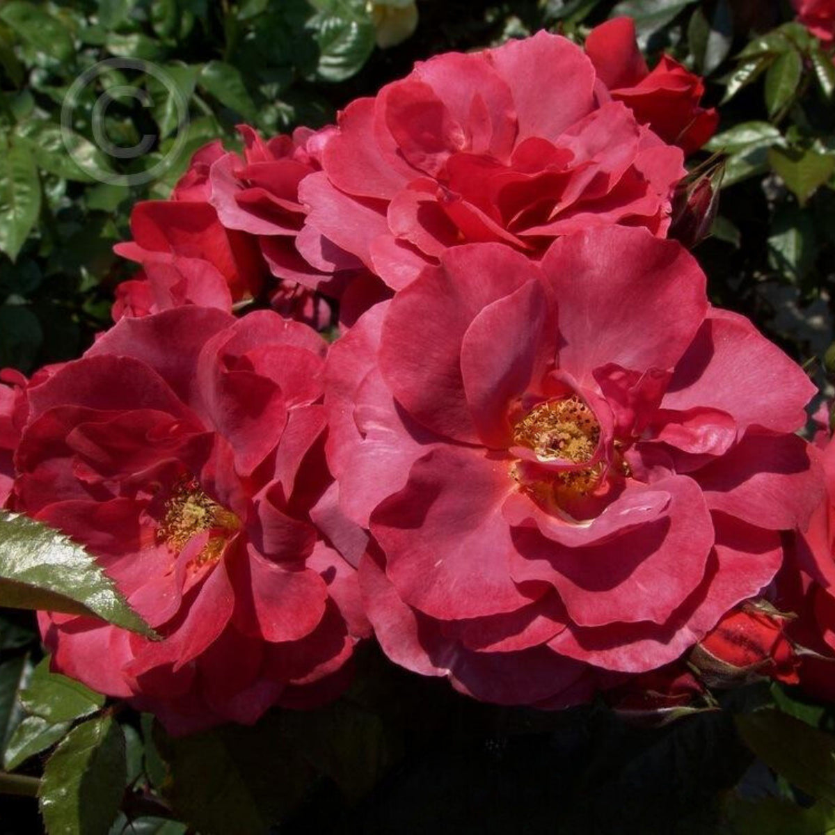 Hot Cocoa Floribunda Rose Flower Seeds, 30+ seeds