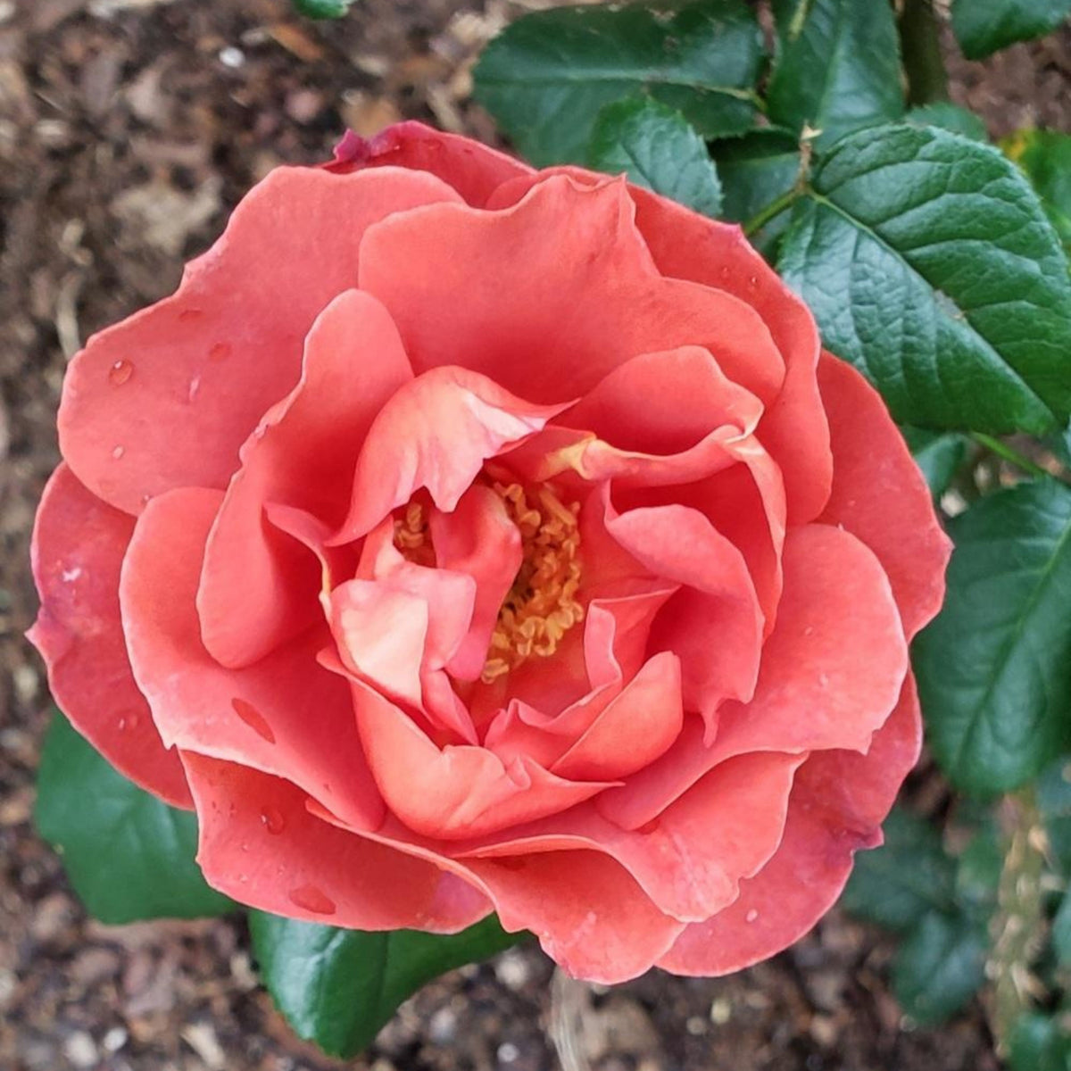 Hot Cocoa Floribunda Rose Flower Seeds, 30+ seeds