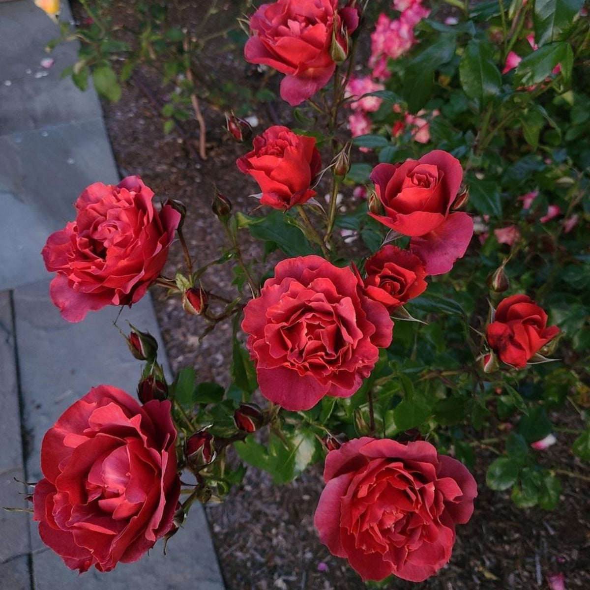 Hot Cocoa Floribunda Rose Flower Seeds, 30+ seeds