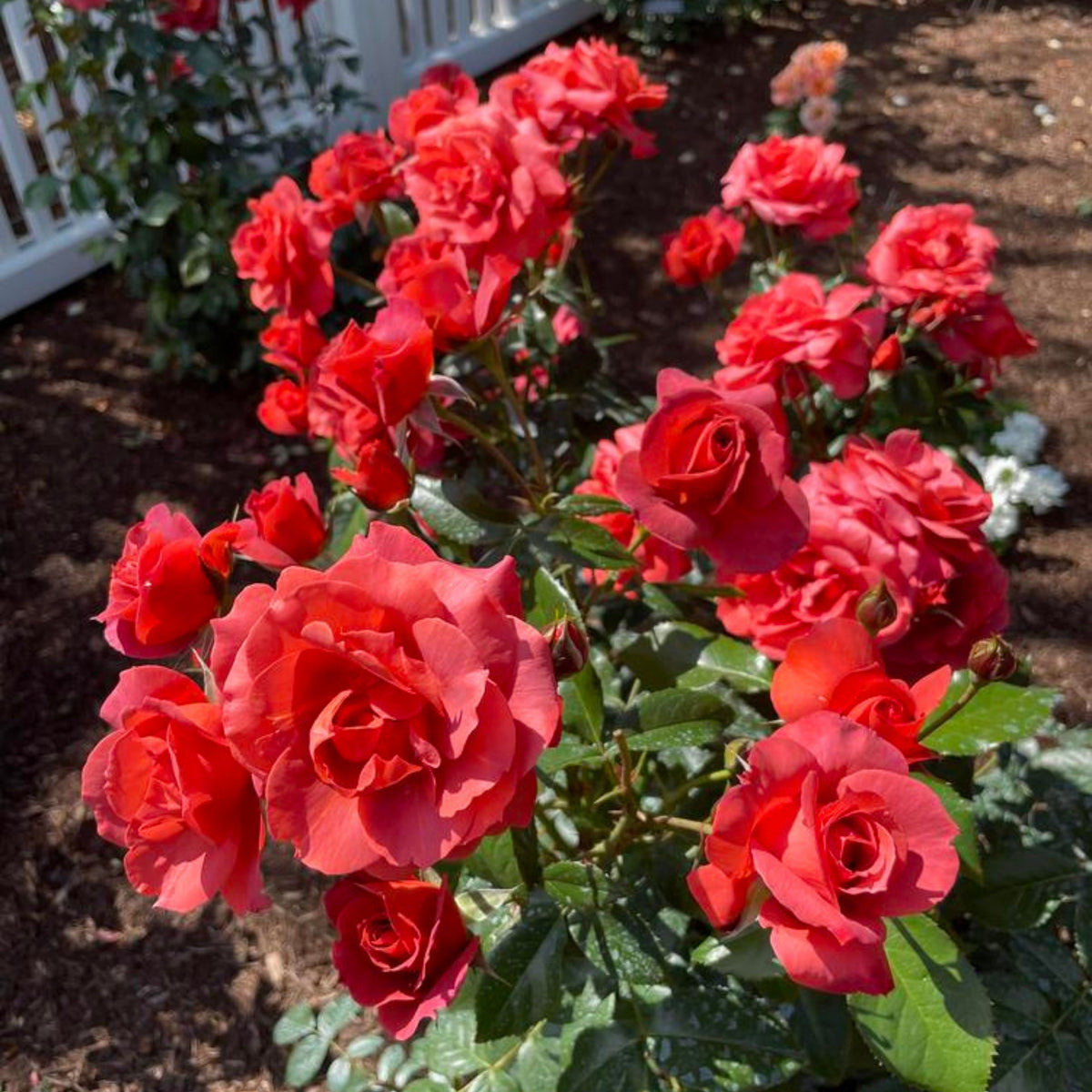 Hot Cocoa Floribunda Rose Flower Seeds, 30+ seeds