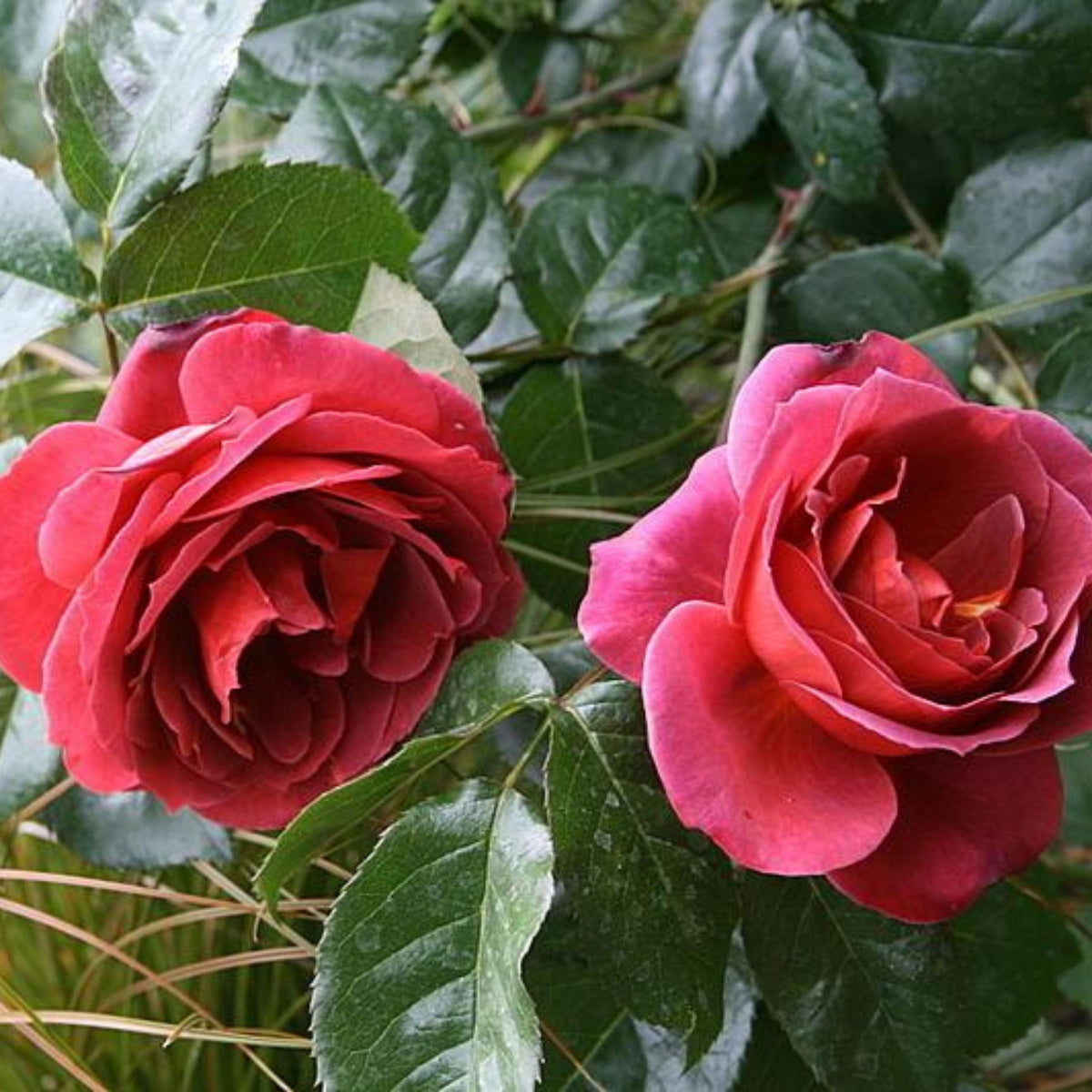 Hot Cocoa Floribunda Rose Flower Seeds, 30+ seeds