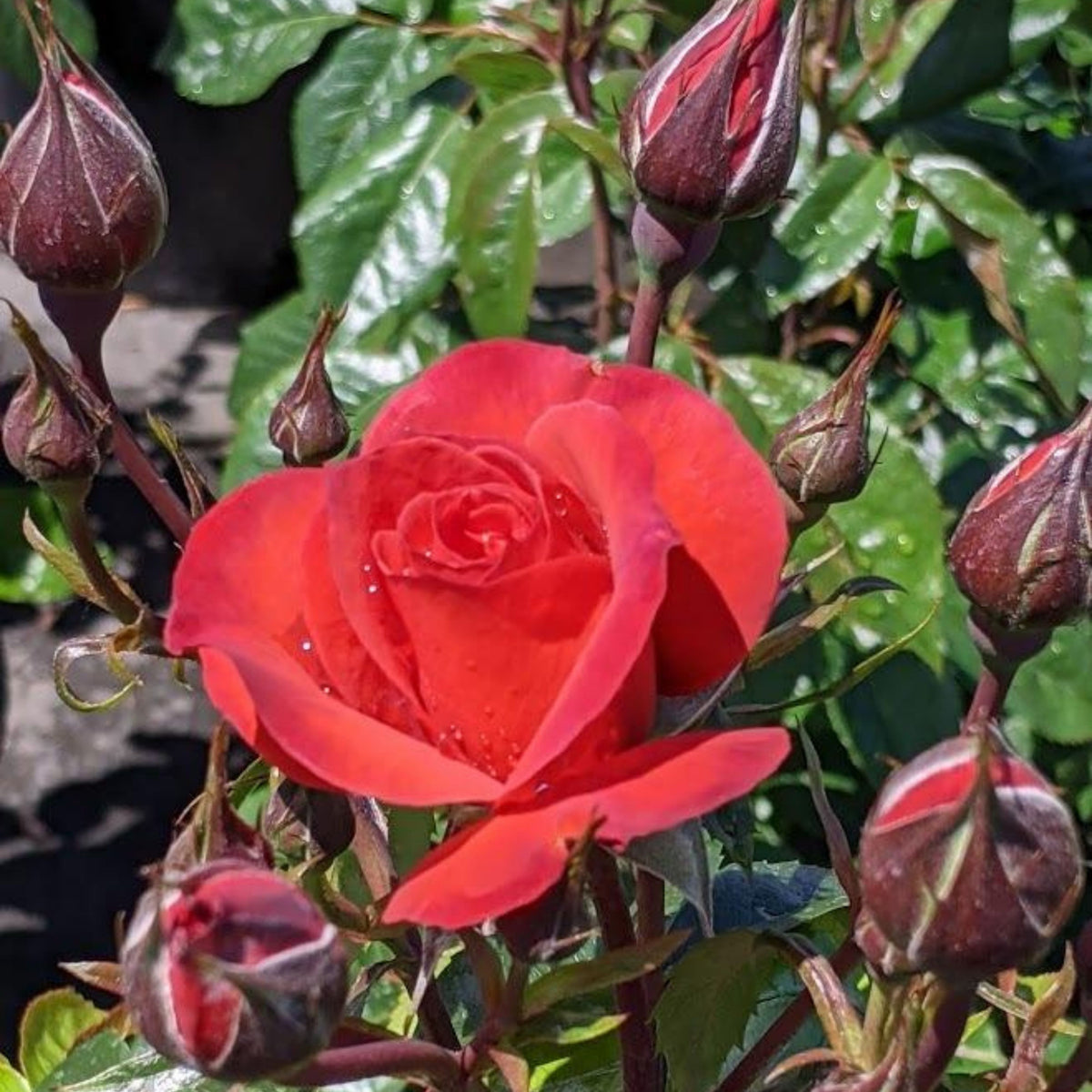Hot Cocoa Floribunda Rose Flower Seeds, 30+ seeds