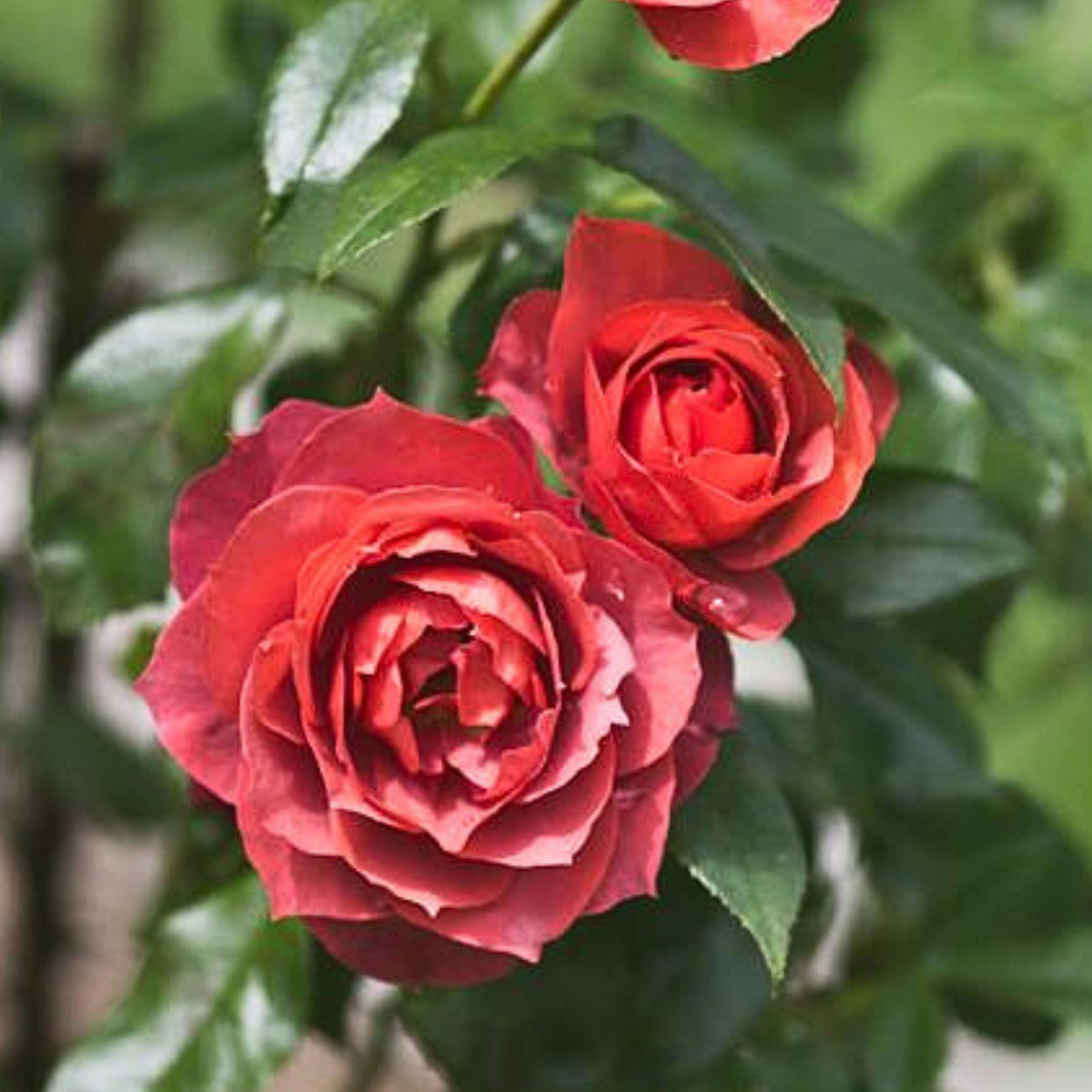 Hot Cocoa Floribunda Rose Flower Seeds, 30+ seeds