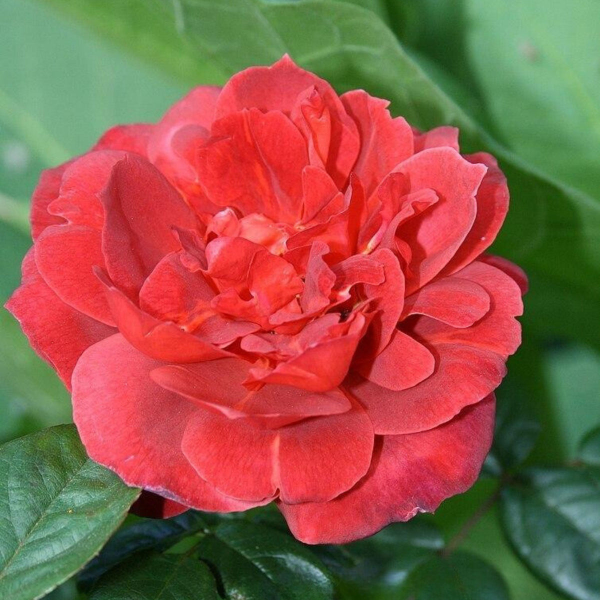 Hot Cocoa Floribunda Rose Flower Seeds, 30+ seeds