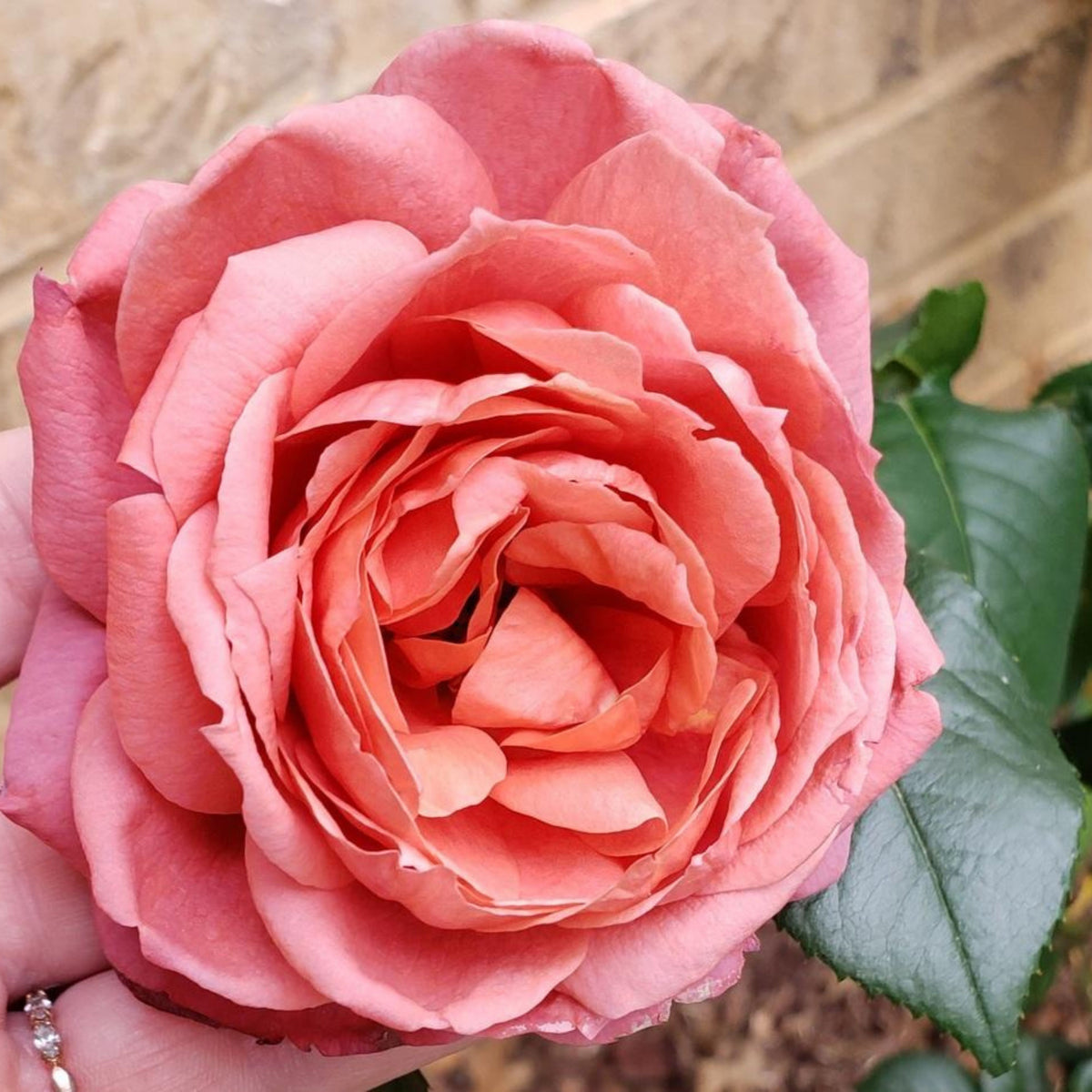 Hot Cocoa Floribunda Rose Flower Seeds, 30+ seeds
