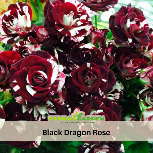 Black Dragon Rose Seed, 30 seeds