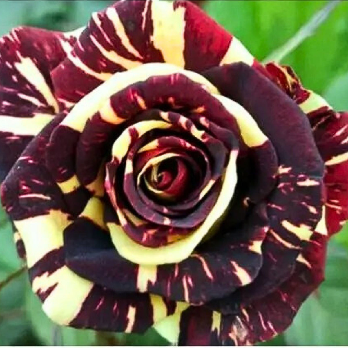 Black Dragon Rose Seed, 30 seeds