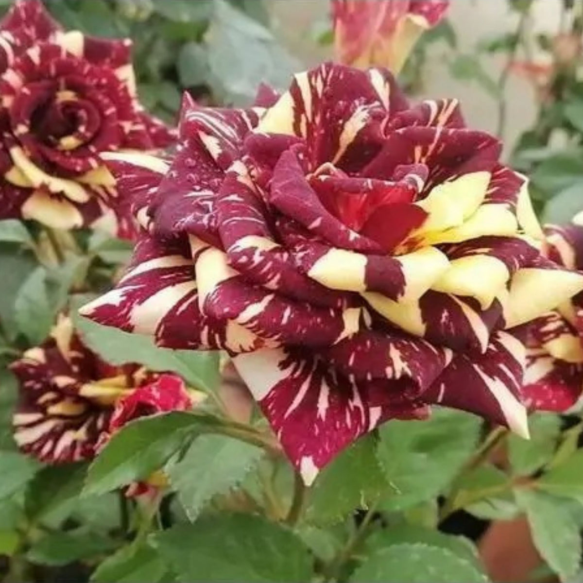 Black Dragon Rose Seed, 30 seeds