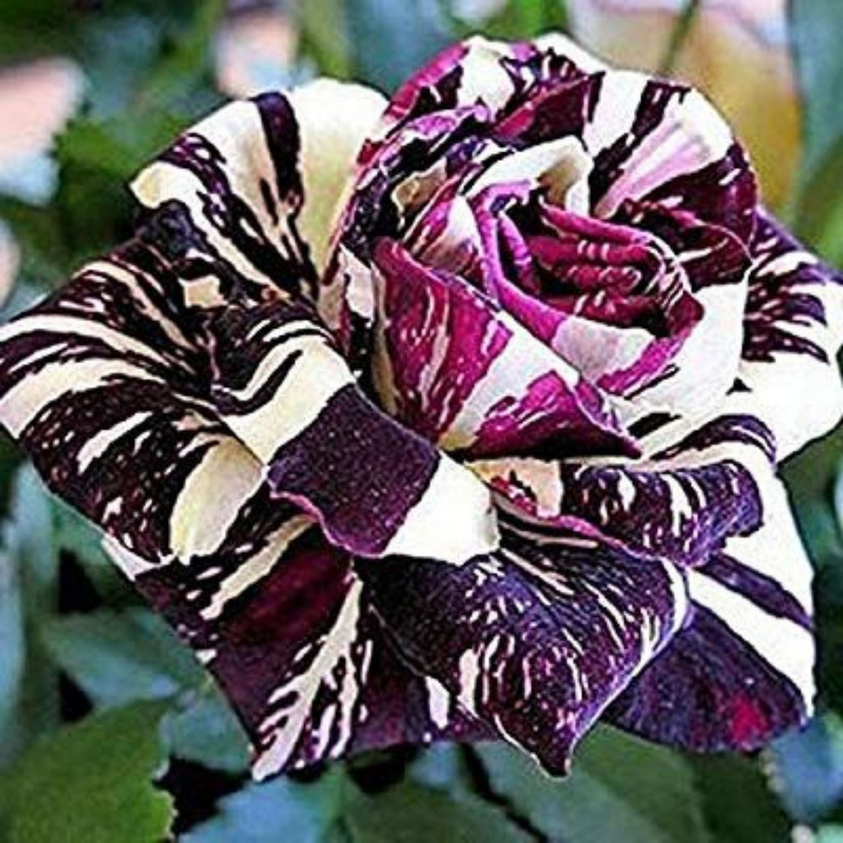 Black Dragon Rose Seed, 30 seeds