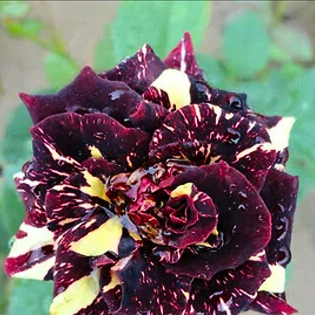 Black Dragon Rose Seed, 30 seeds