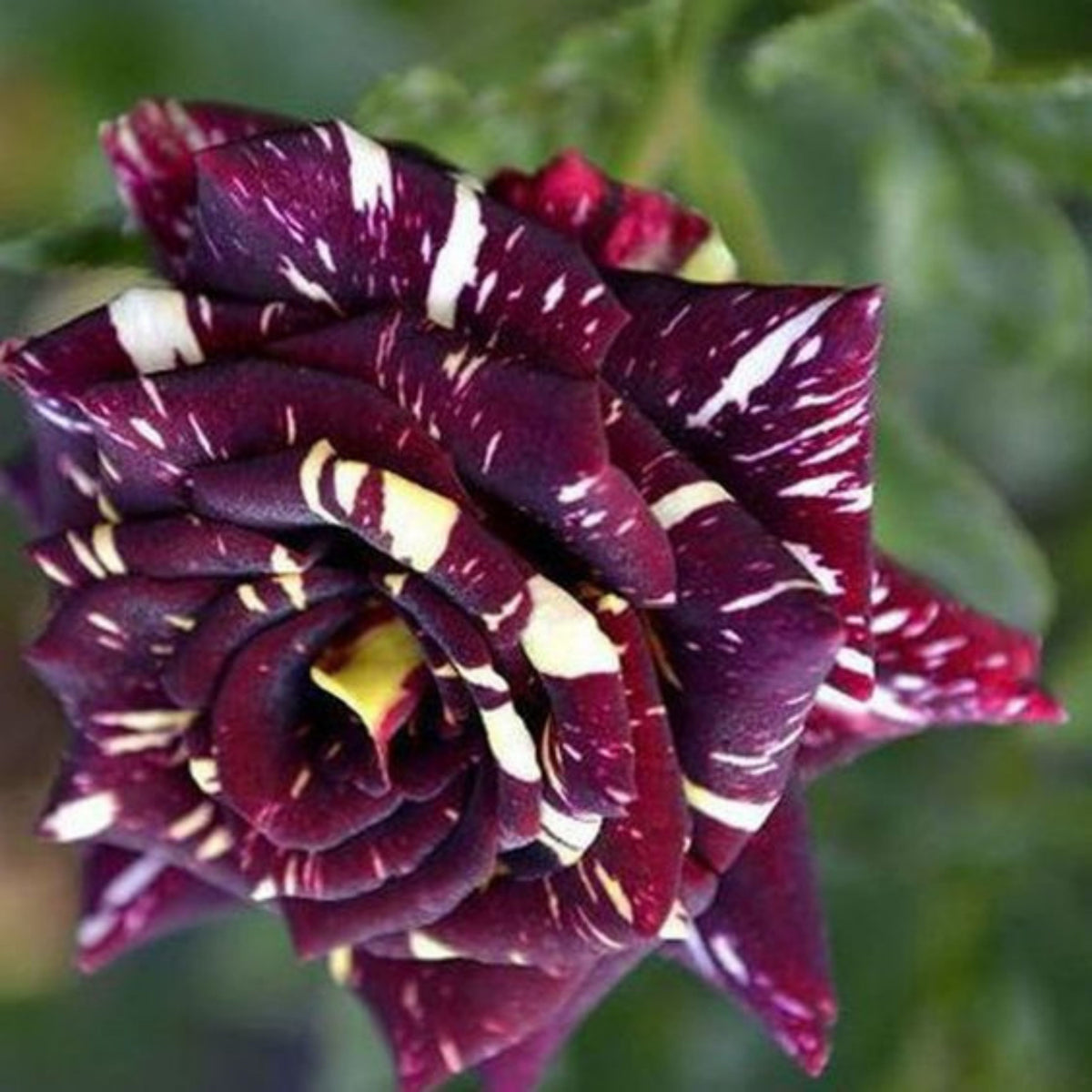 Black Dragon Rose Seed, 30 seeds