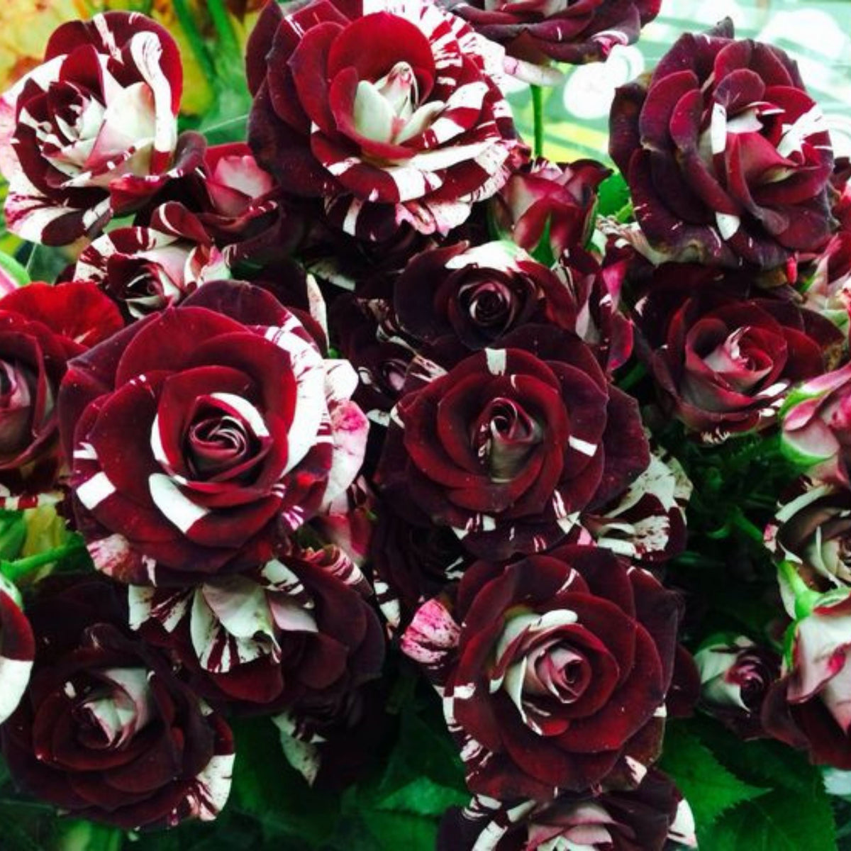 Black Dragon Rose Seed, 30 seeds