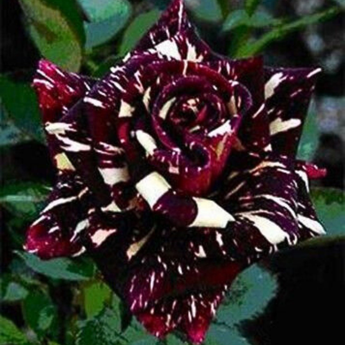 Black Dragon Rose Seed, 30 seeds