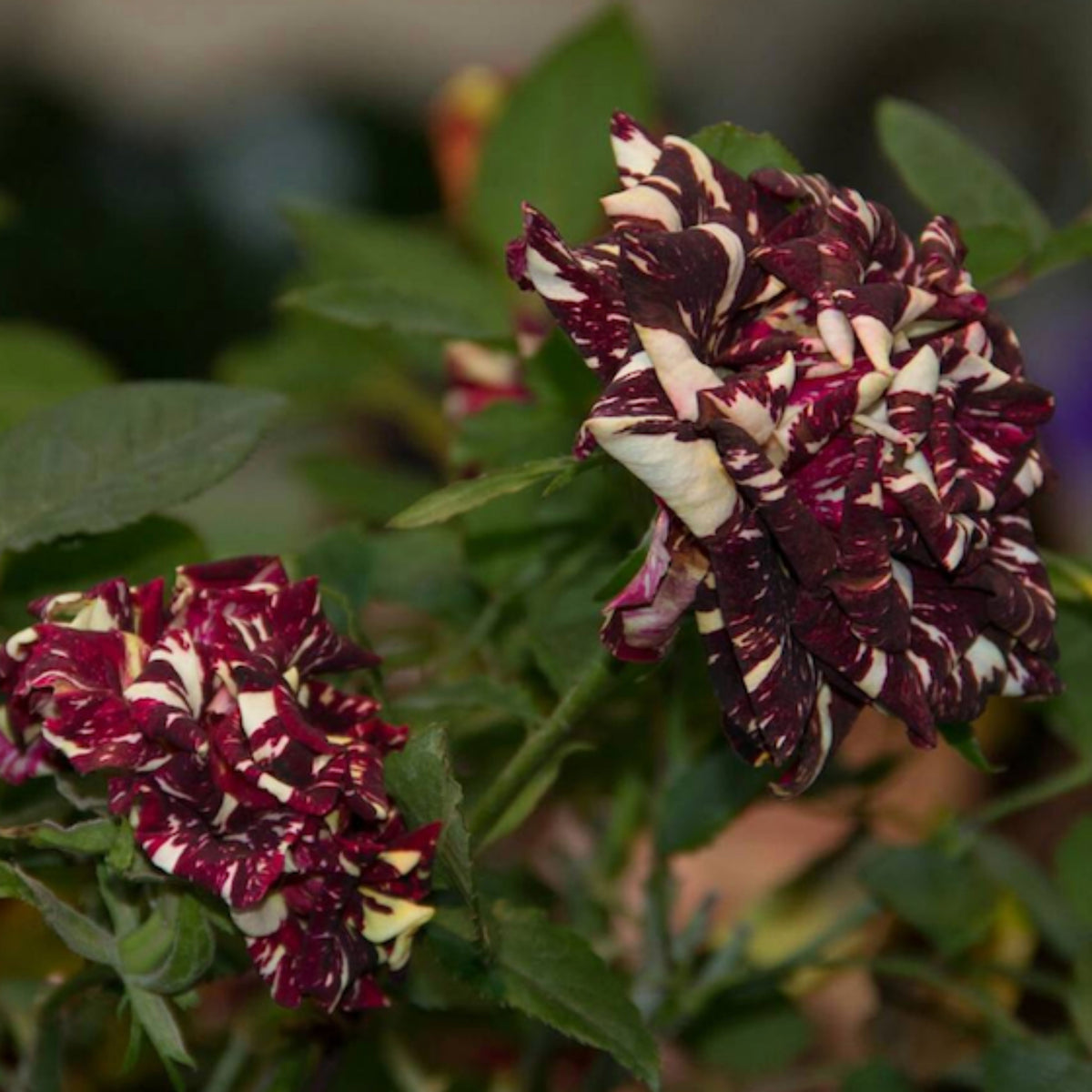 Black Dragon Rose Seed, 30 seeds