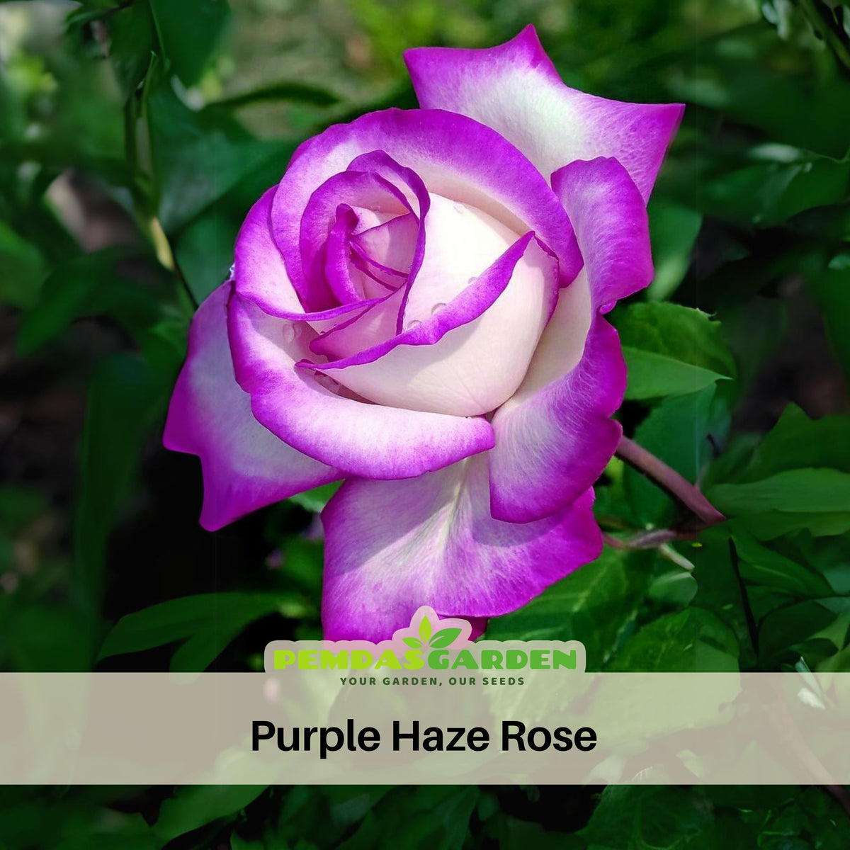 Purple Haze Rose Seed Flower Bush Purple White Rare, 30 seeds
