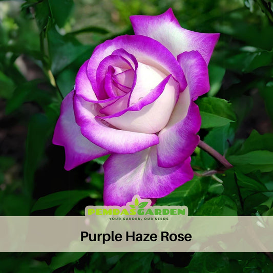 Purple Haze Rose Seeds - Purple & White, 30 seeds