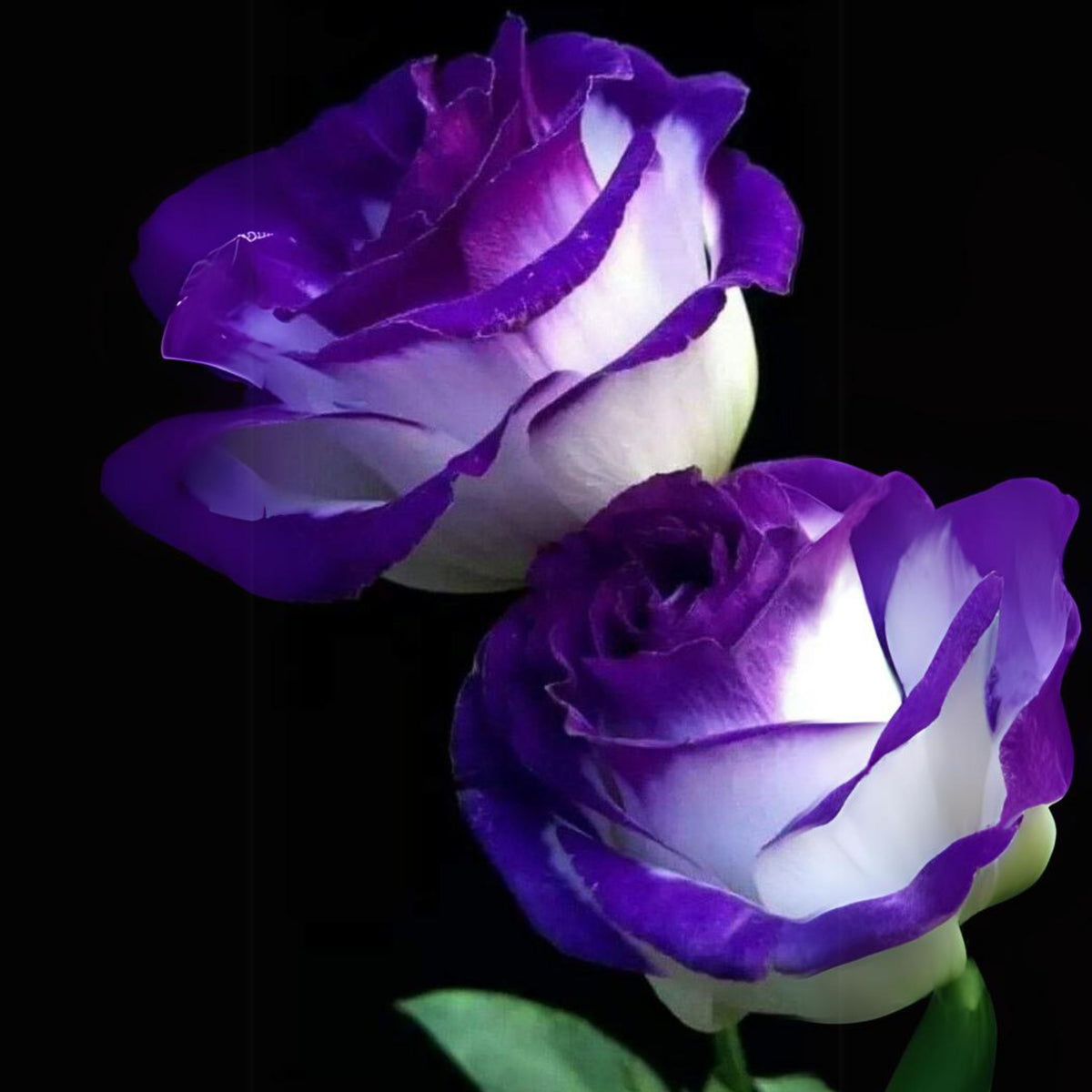 Purple Haze Rose Seed Flower, 30 seeds