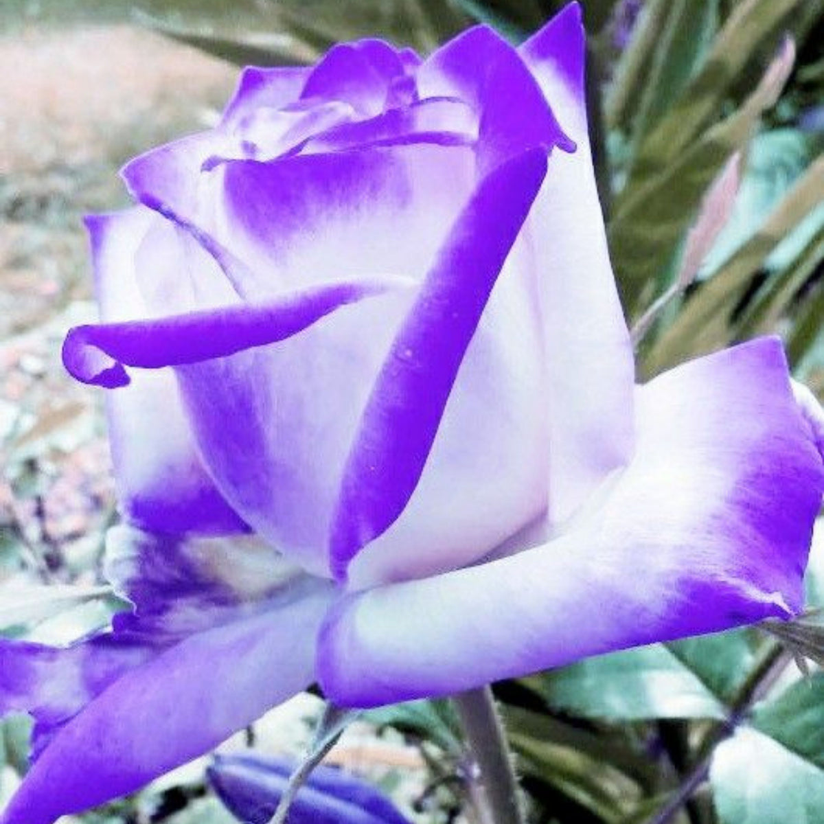 Purple Haze Rose Seed Flower Bush Purple White Rare, 30 seeds