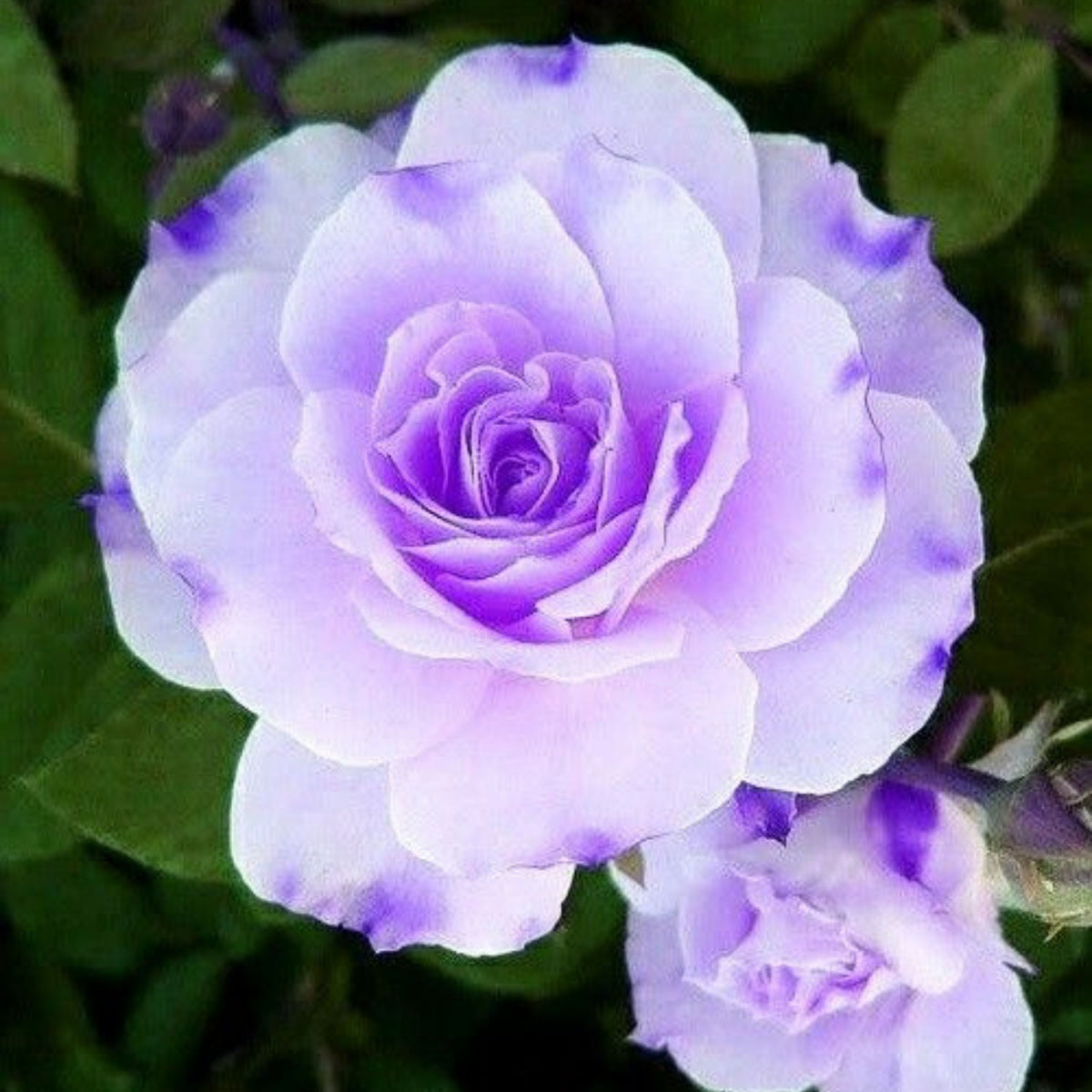 Purple Haze Rose Seed Flower, 30 seeds