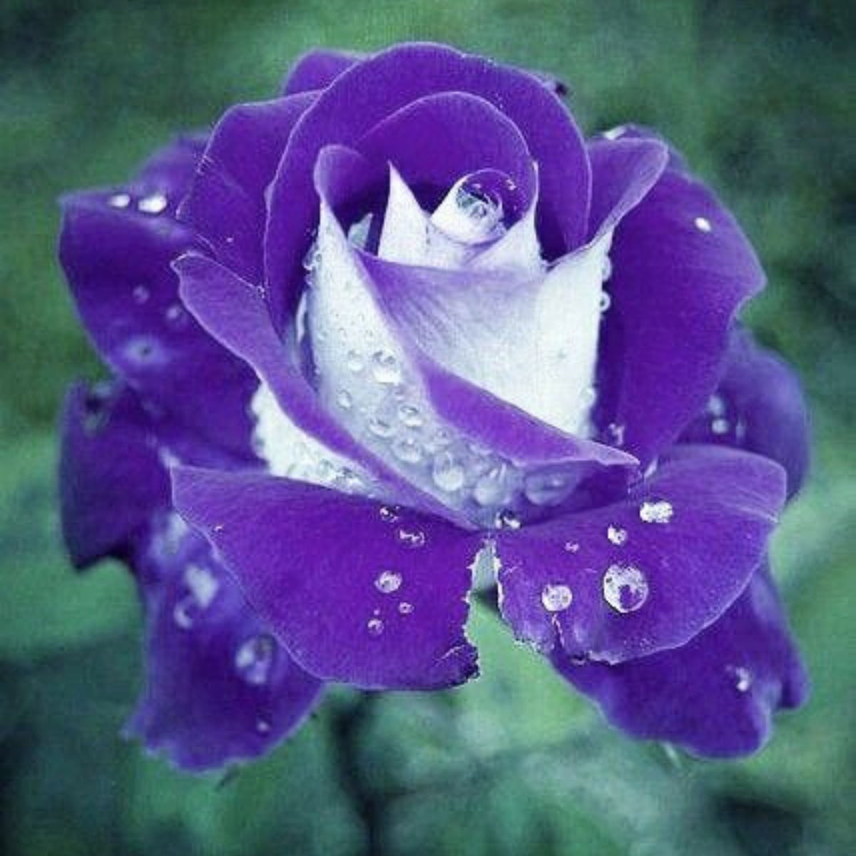 Purple Haze Rose Seed Flower Bush Purple White Rare, 30 seeds
