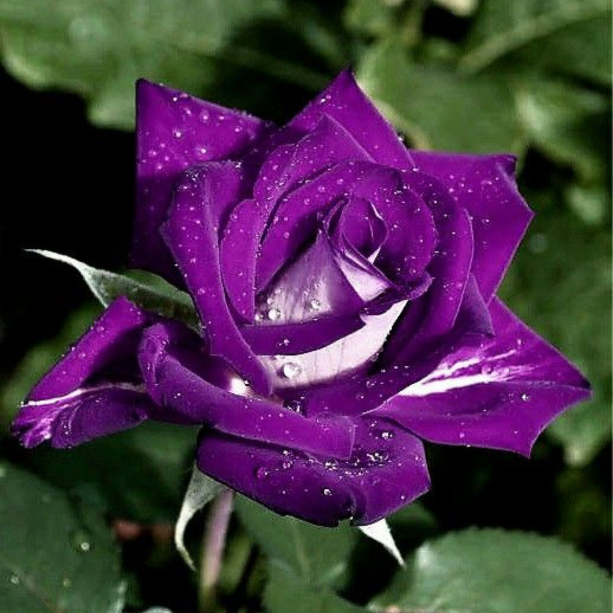 Purple Haze Rose Seed Flower Bush Purple White Rare, 30 seeds