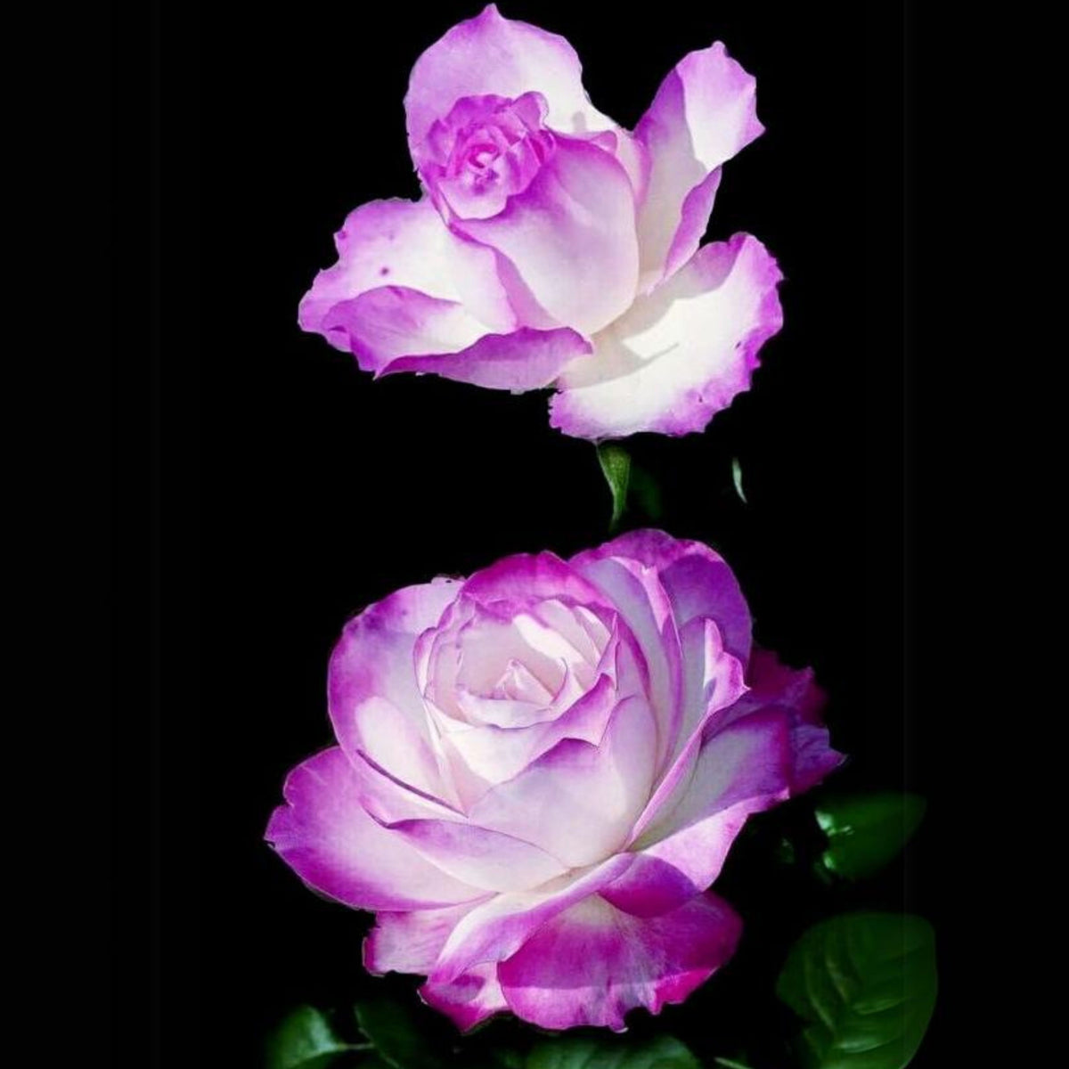 Purple Haze Rose Seed Flower, 30 seeds