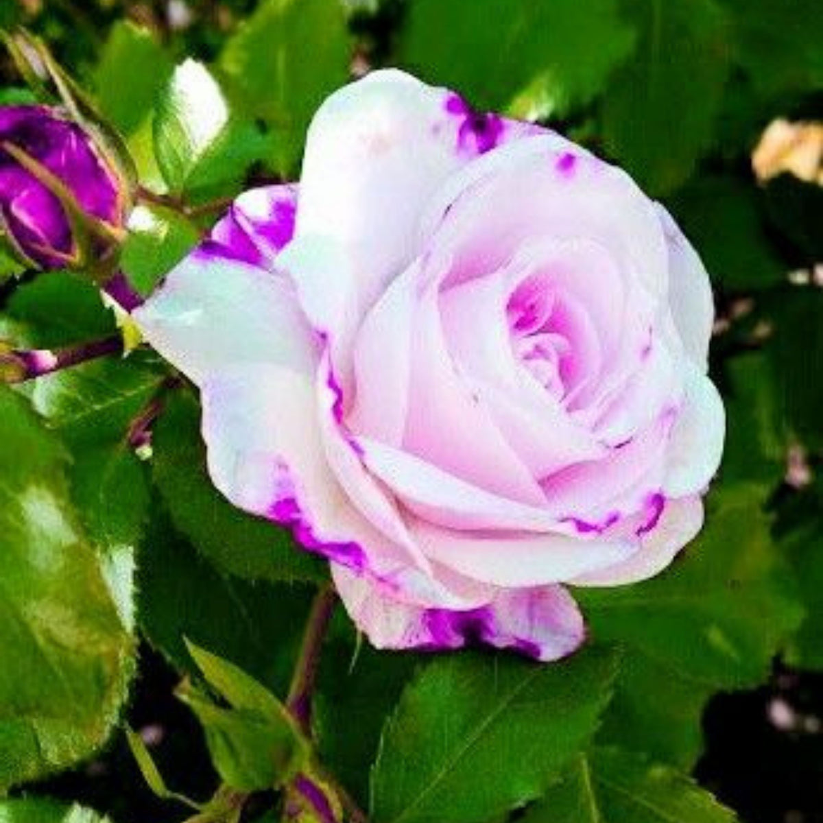 Purple Haze Rose Seed Flower Bush Purple White Rare, 30 seeds