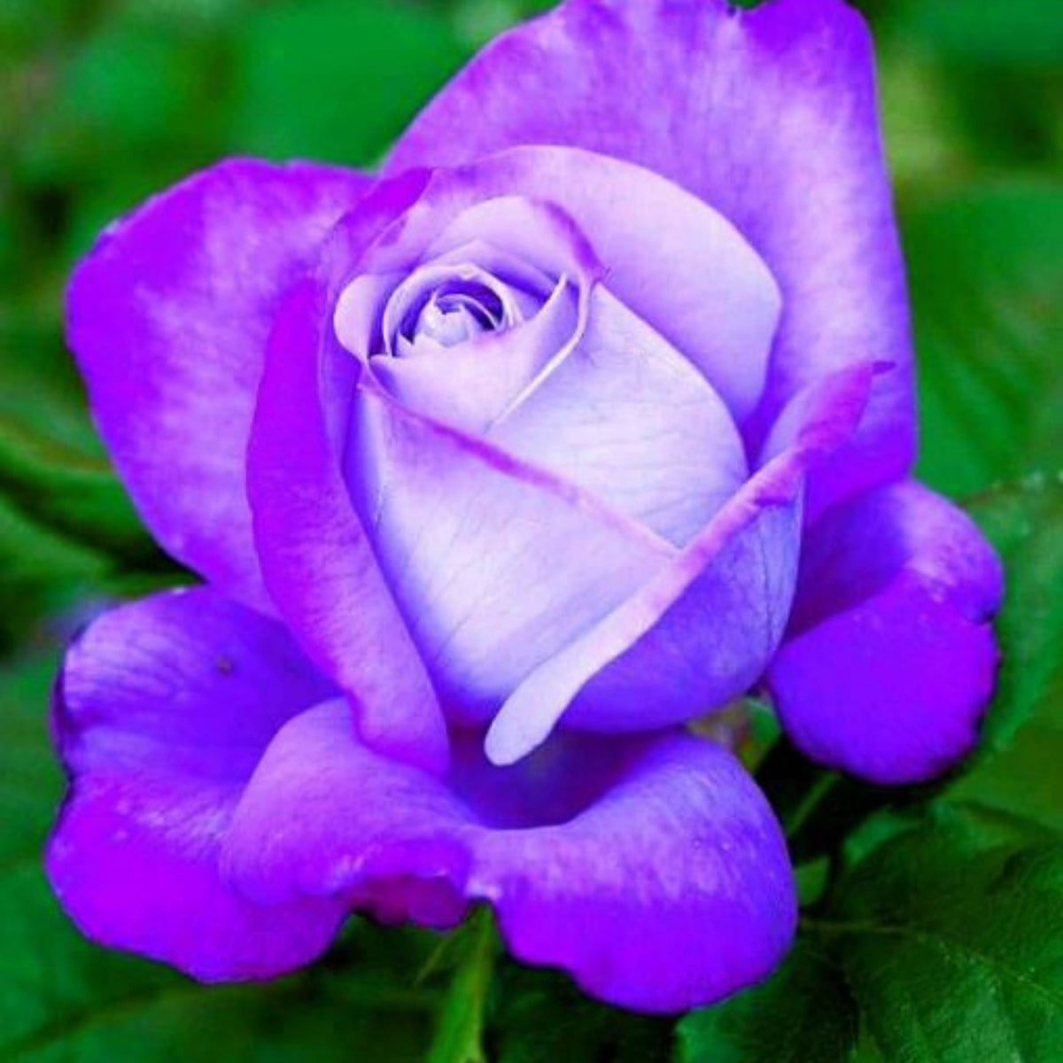 Purple Haze Rose Seed Flower, 30 seeds