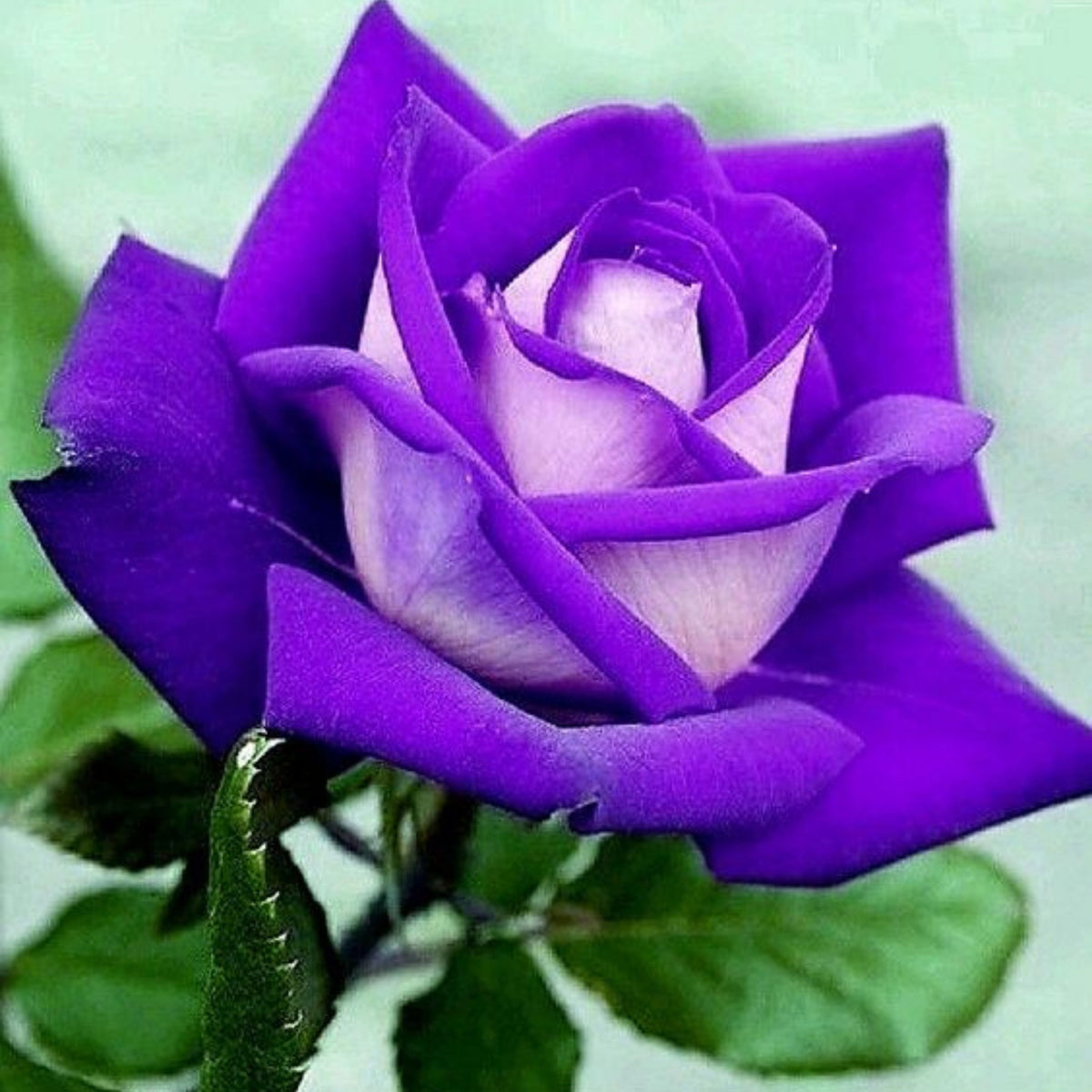 Purple Haze Rose Seed Flower, 30 seeds