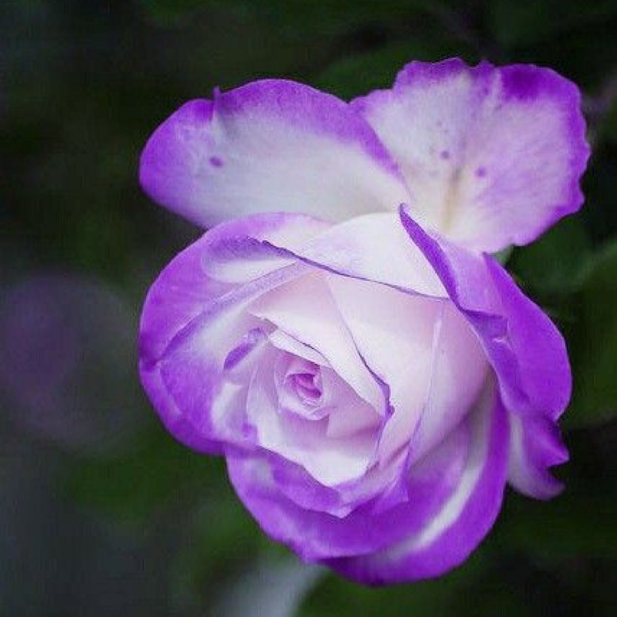 Purple Haze Rose Seed Flower, 30 seeds