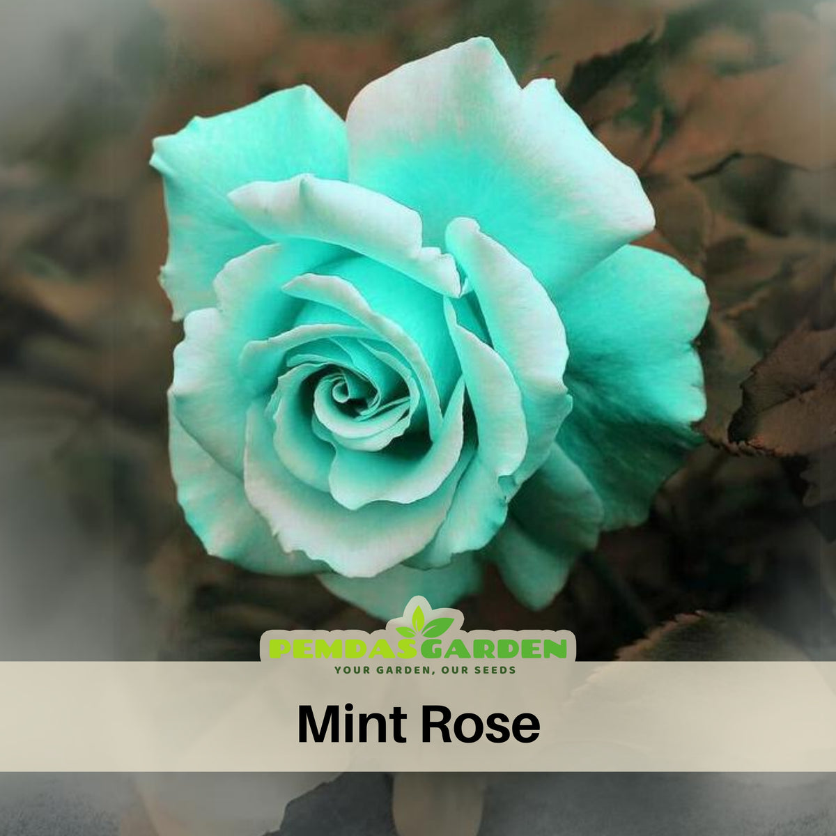 Mint Rose Seeds, 30 seeds
