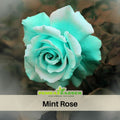 30pcs Seed | Mint Rose Flower Seeds #1071