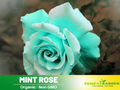 30pcs Seed | Mint Rose Flower Seeds #1071