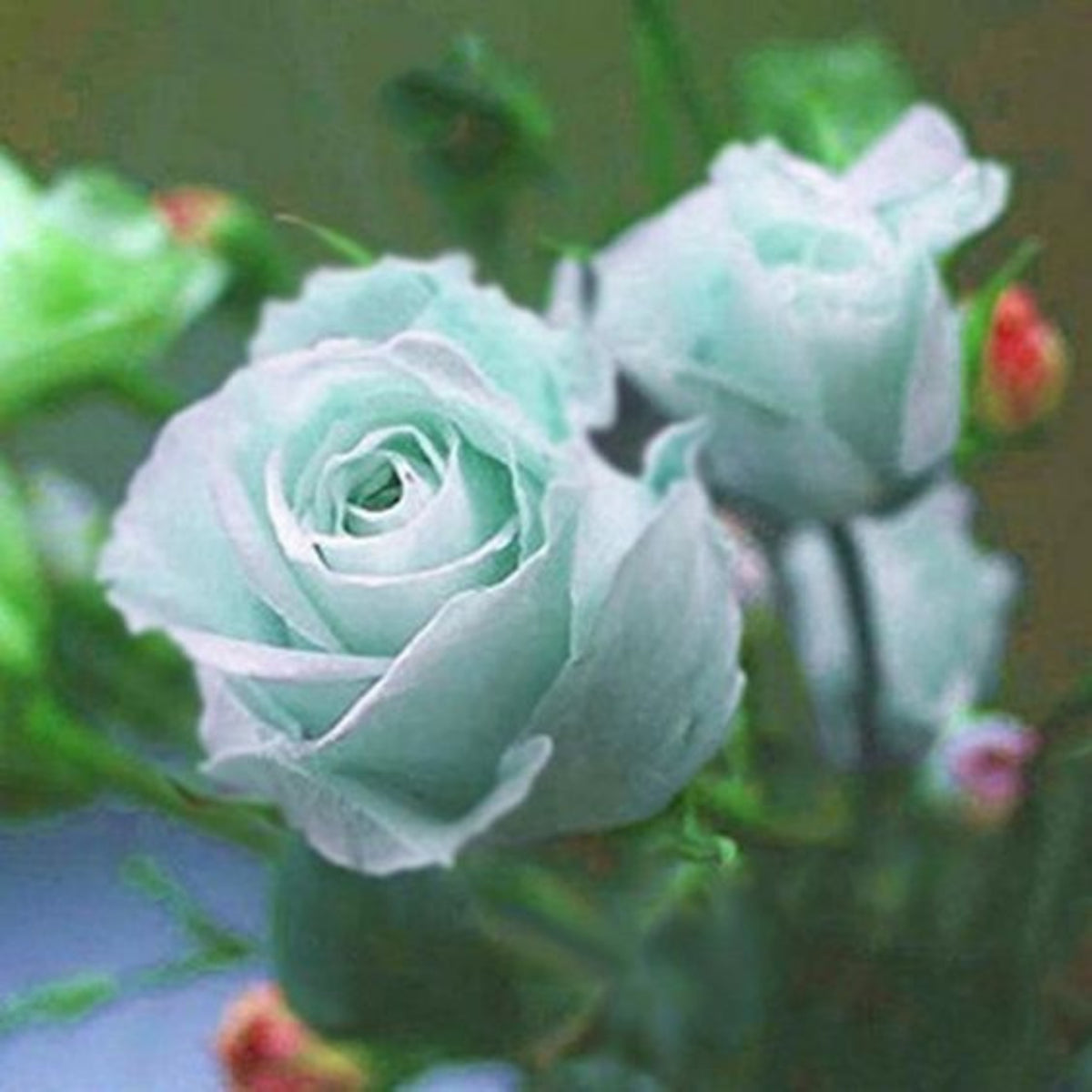 Mint Rose Seeds, 30 seeds