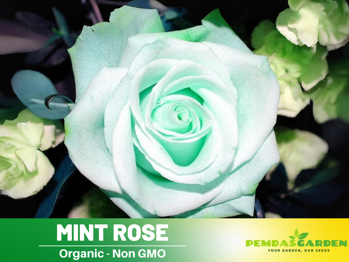 rose flower seeds images 30pcs Seed