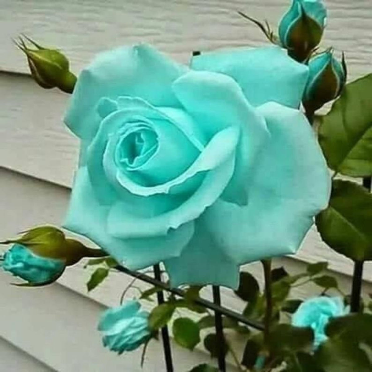 Mint Rose Seeds, 30 seeds