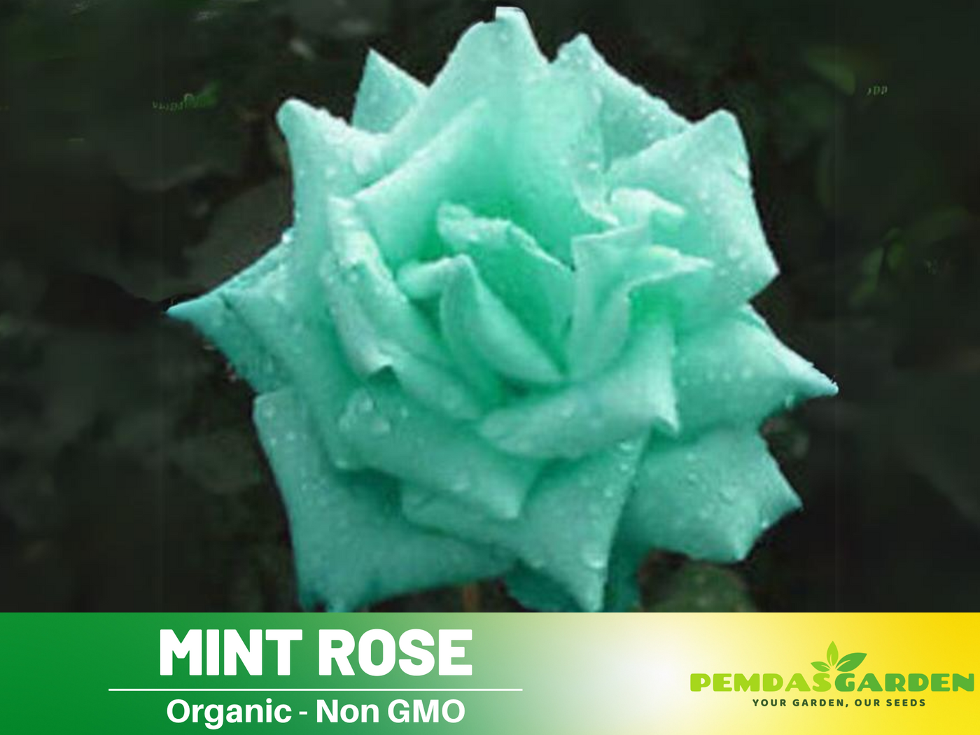 rose mint seeds 30 Rare Seeds-Amazing Grace Shrub Rose Seeds#1036-Authentic Seeds-Flowers-Seeds-Rose seed-Herb seed-Vegetable Seeds-Mix Seeds for Plant-B3G1