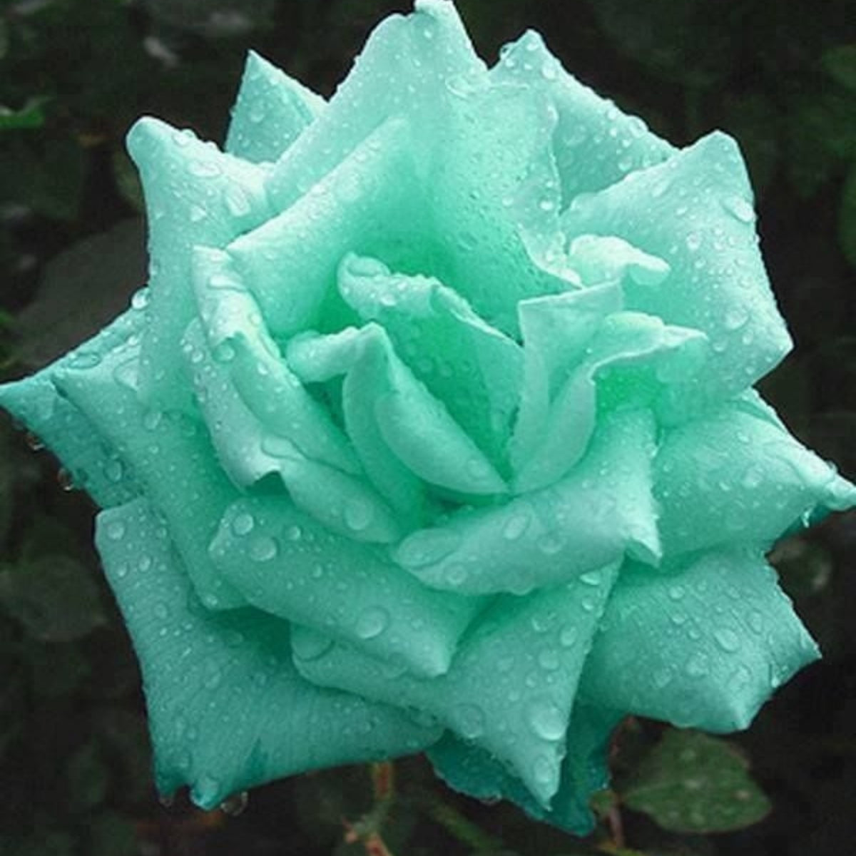 Mint Rose Seeds, 30 seeds