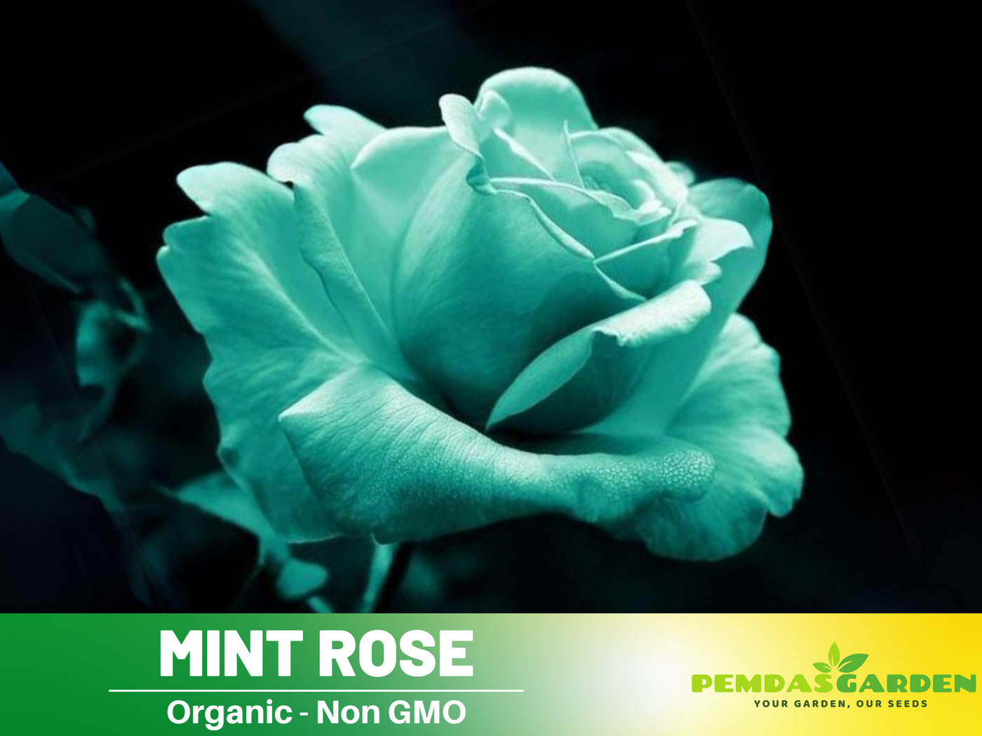 rose mint seeds 30 Rare Seeds-Amazing Grace Shrub Rose Seeds#1036-Authentic Seeds-Flowers-Seeds-Rose seed-Herb seed-Vegetable Seeds-Mix Seeds for Plant-B3G1