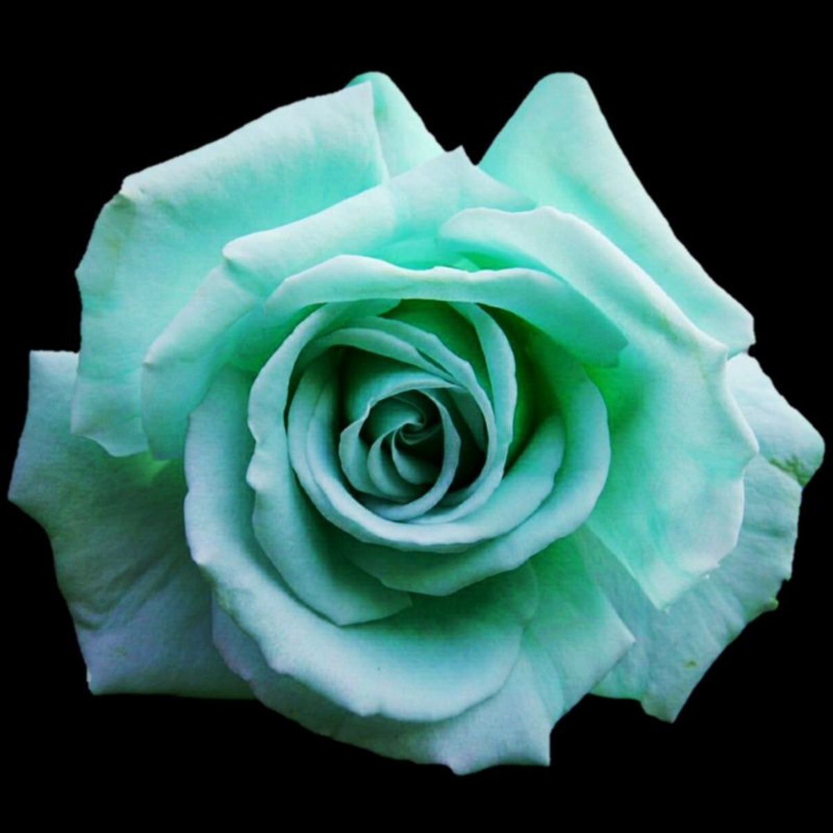 Mint Rose Seeds, 30 seeds