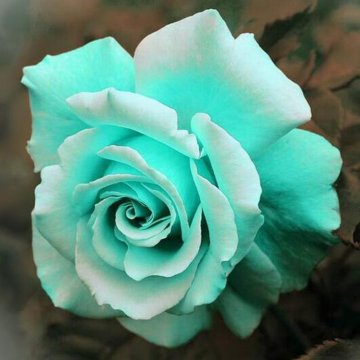 Mint Rose Seeds, 30 seeds