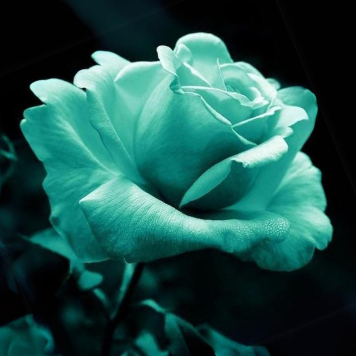 Mint Rose Seeds, 30 seeds