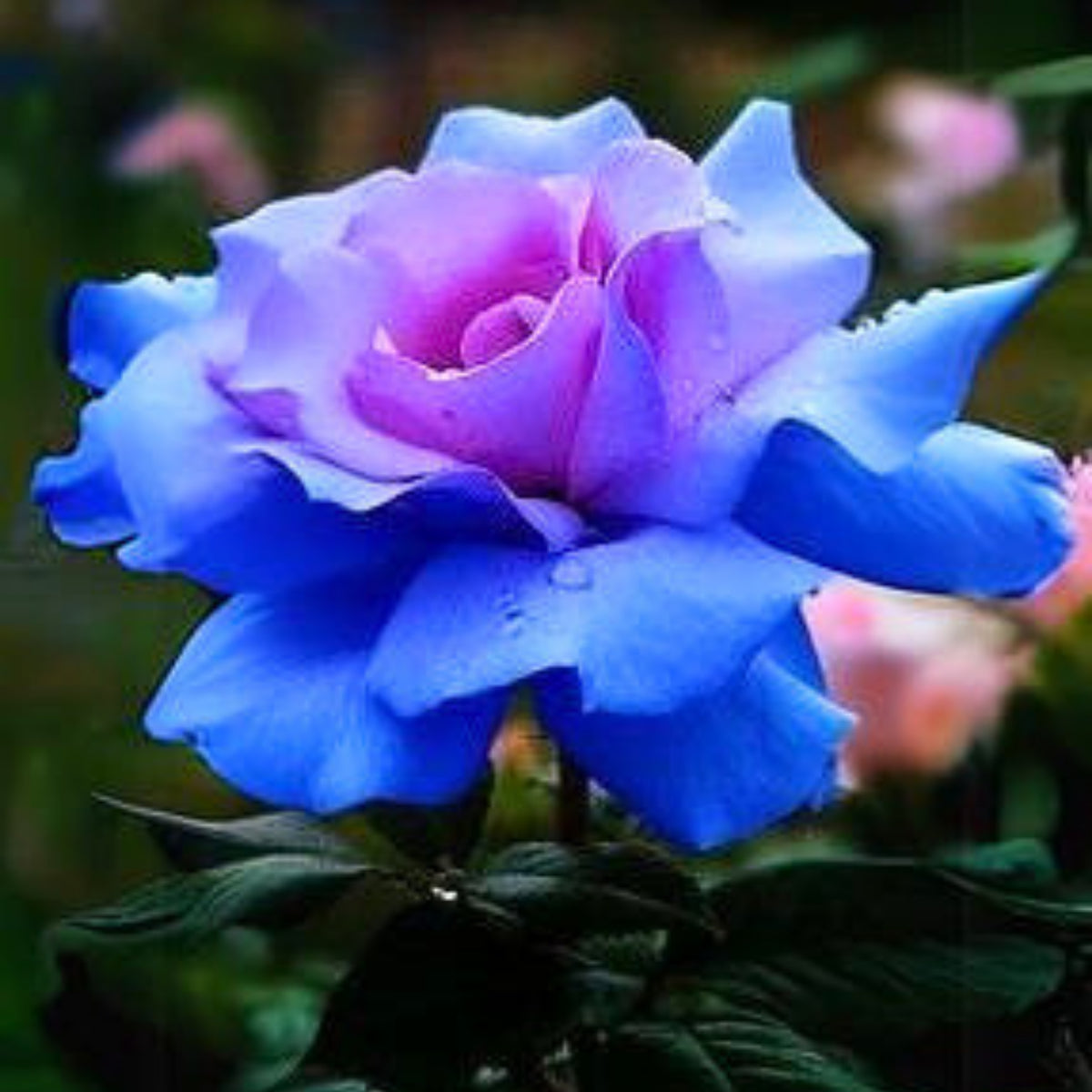 Blues Blue Rose Seeds Flower, 30 seeds