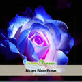 Blues Blue Rose Seeds Flower - 30 Seeds Rose