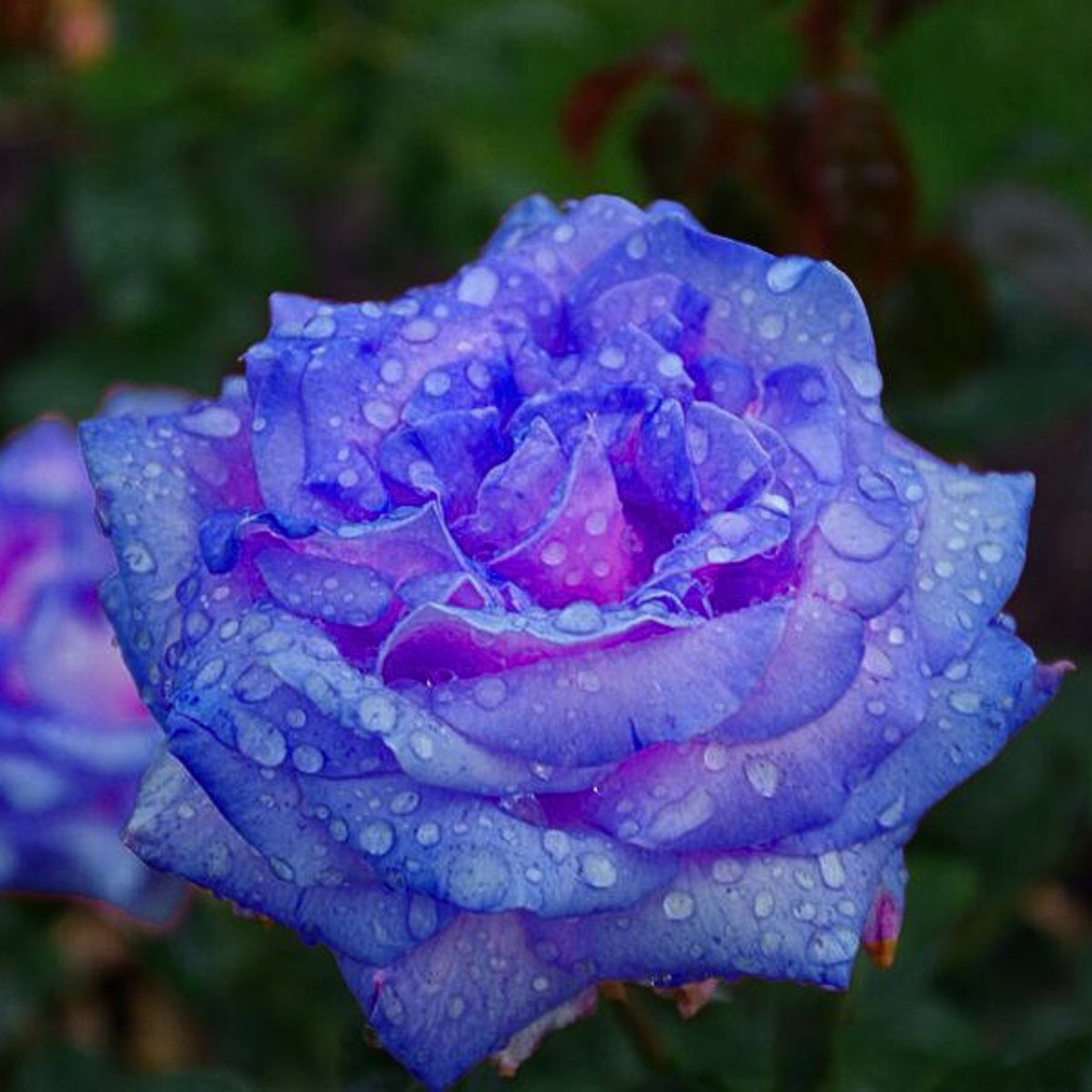 Blues Blue Rose Seeds Flower, 30 seeds
